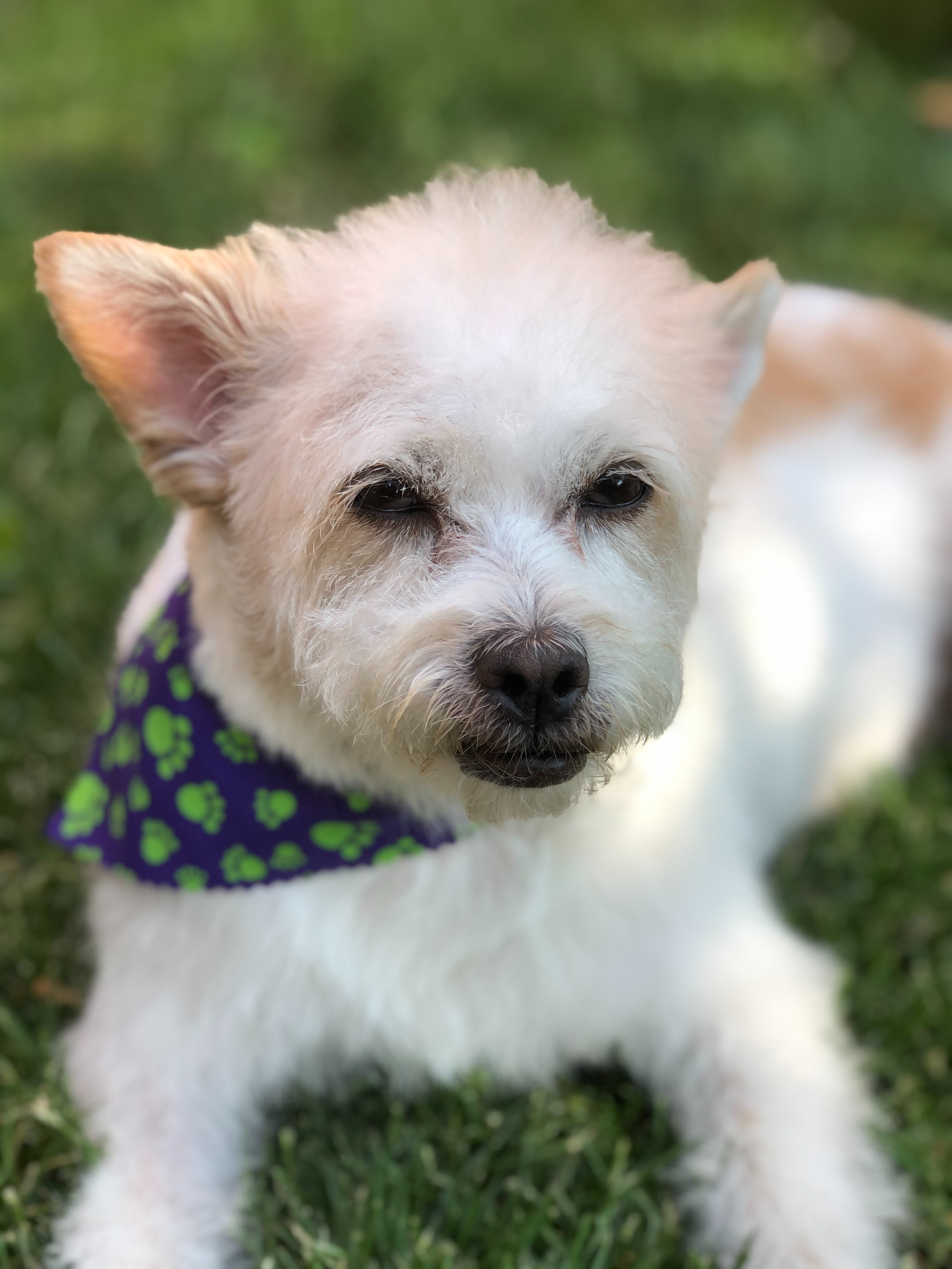 Donate to help Mia with her surgery campaign photo, 2 of 5