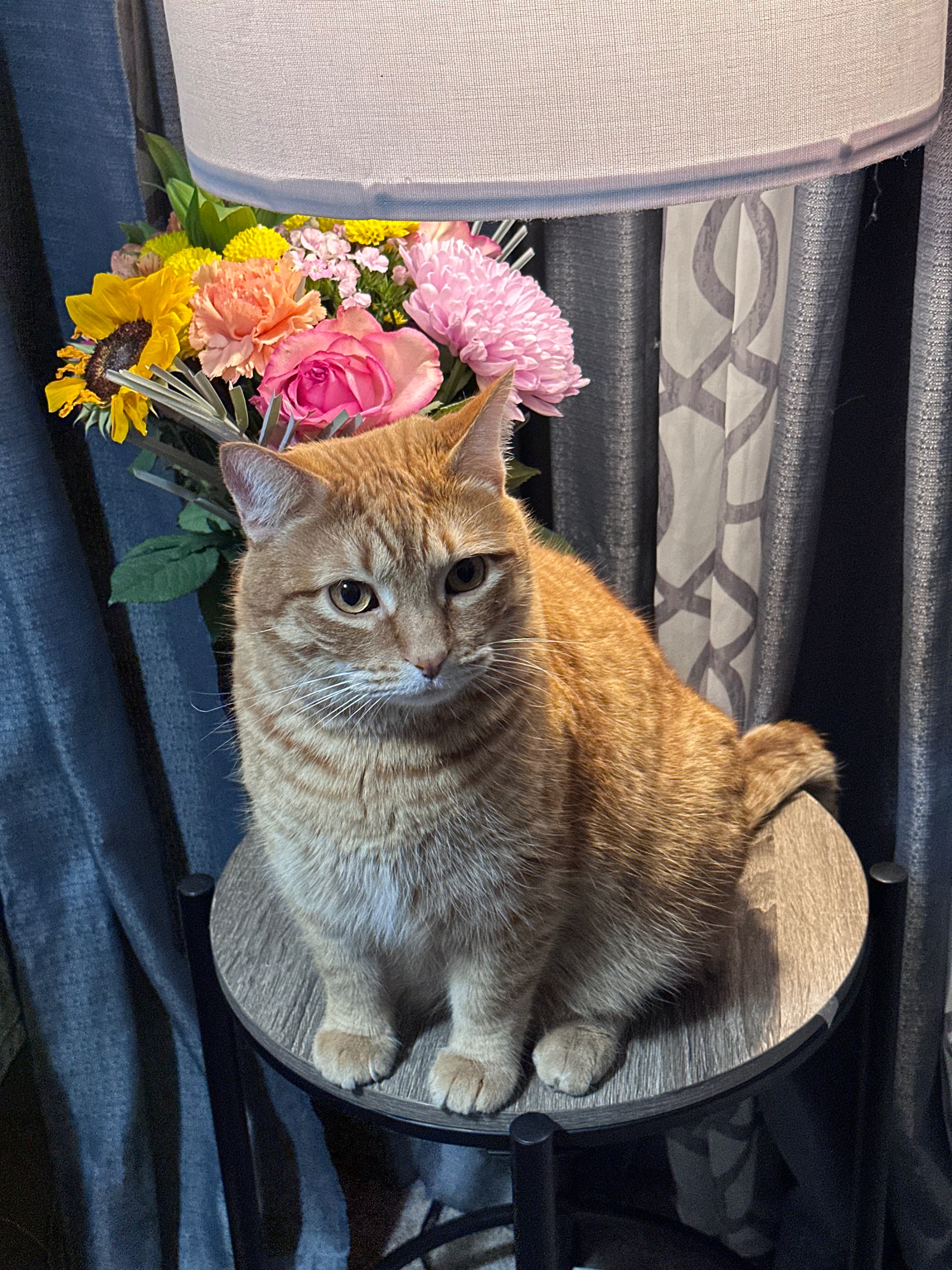 Support Pepe's Life-Saving Surgery campaign photo, 2 of 4
