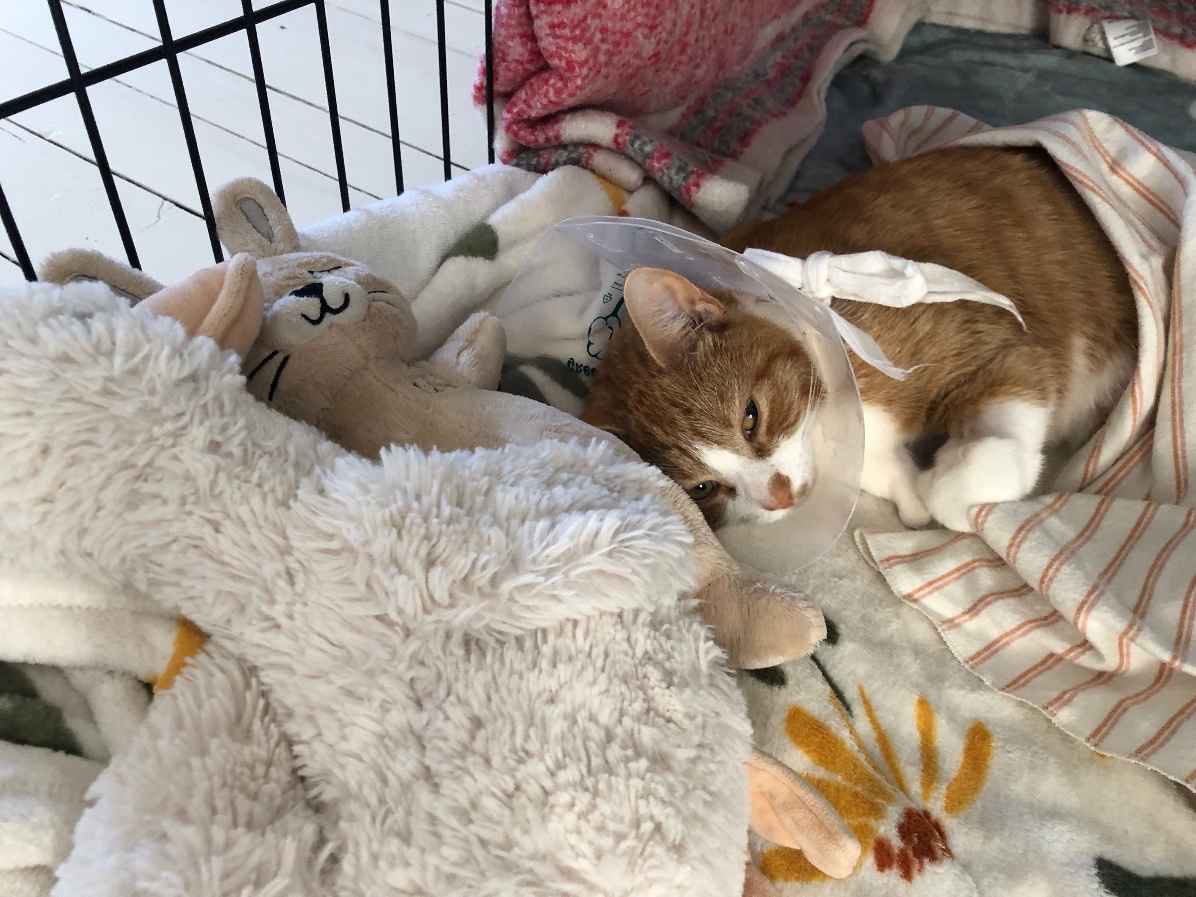 Simba, notre pauvre chaton campaign photo, 6 of 8