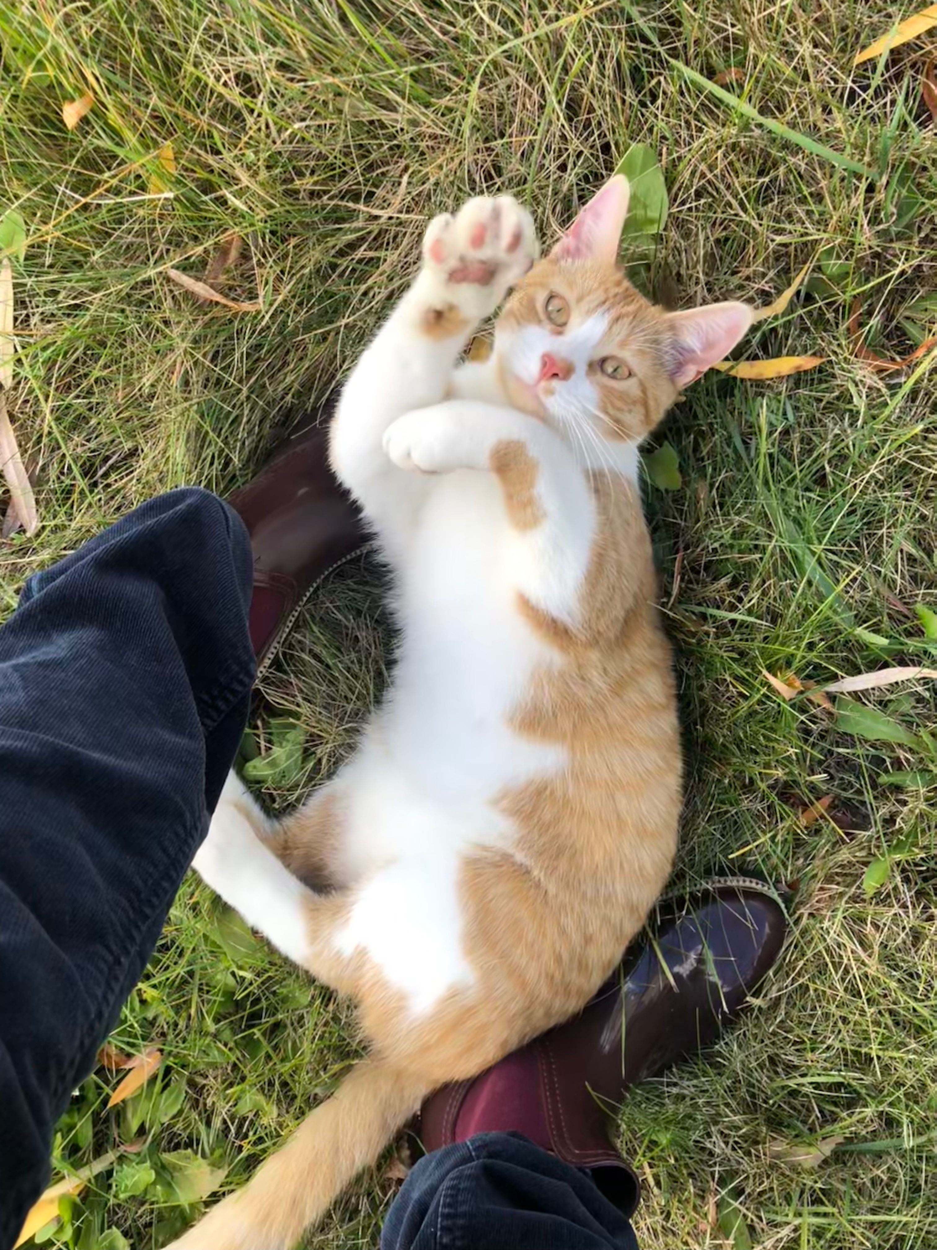 Simba, notre pauvre chaton campaign photo, 2 of 8