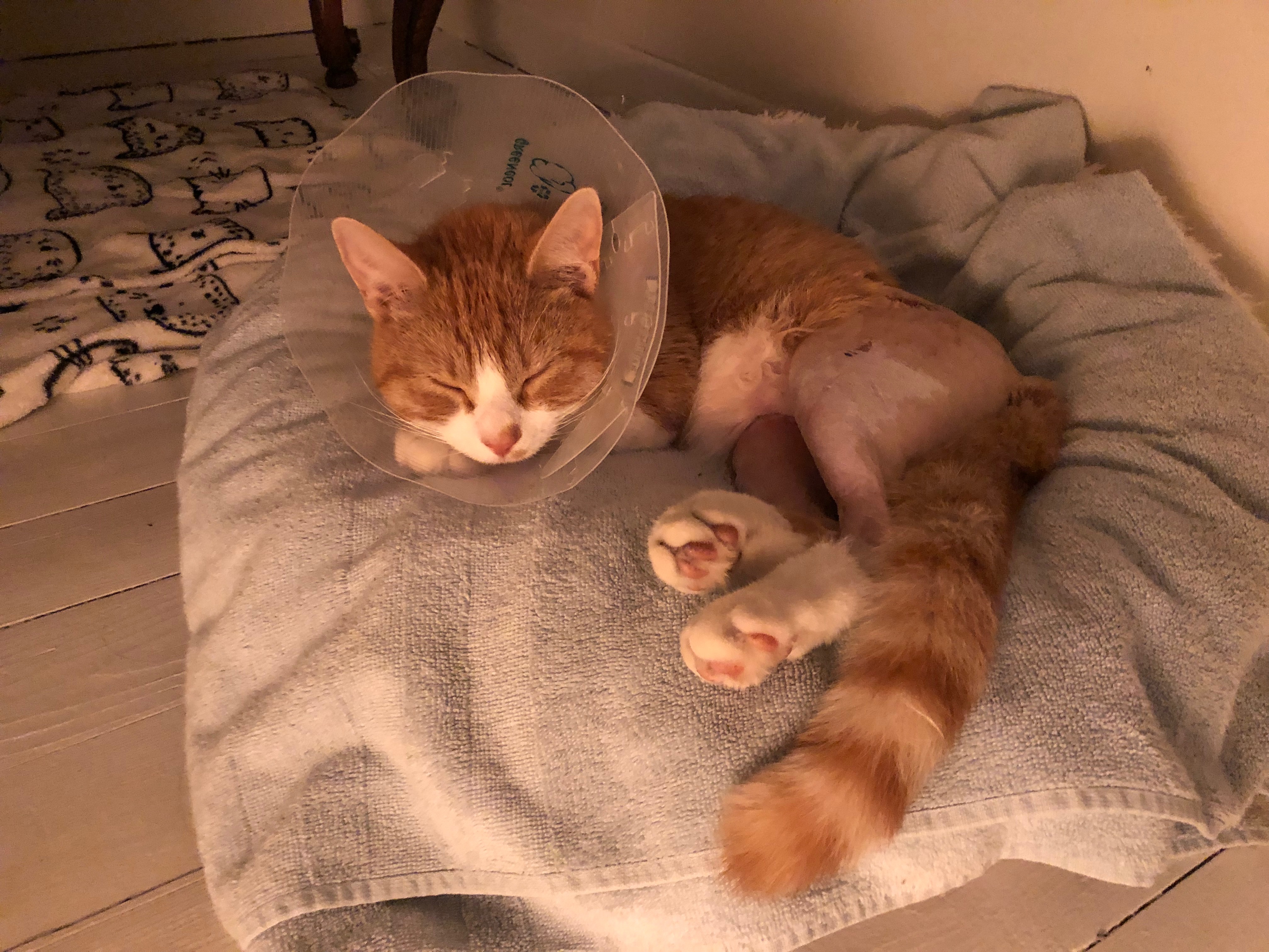 Simba, notre pauvre chaton campaign photo, 4 of 8