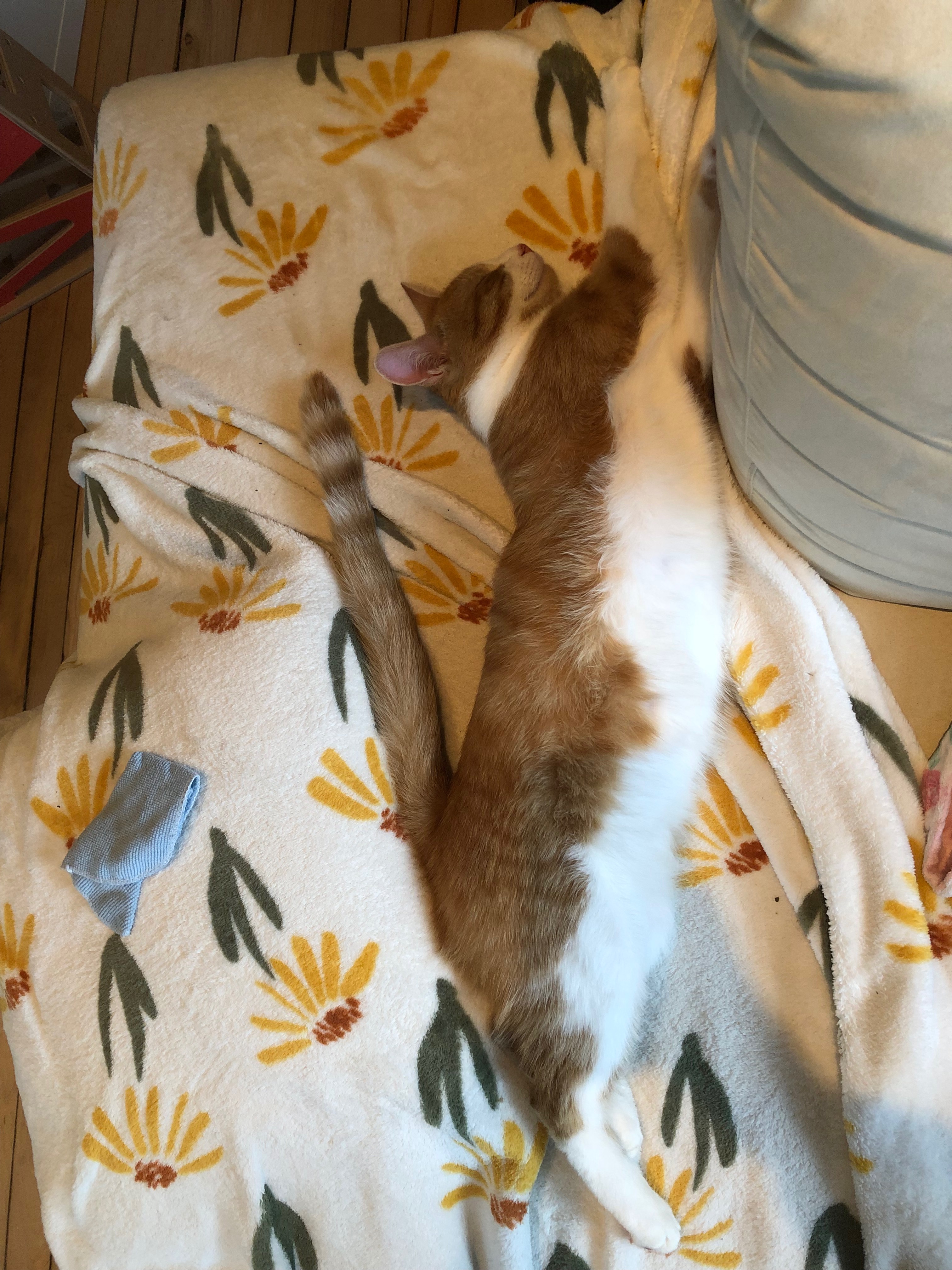 Simba, notre pauvre chaton campaign photo, 5 of 8