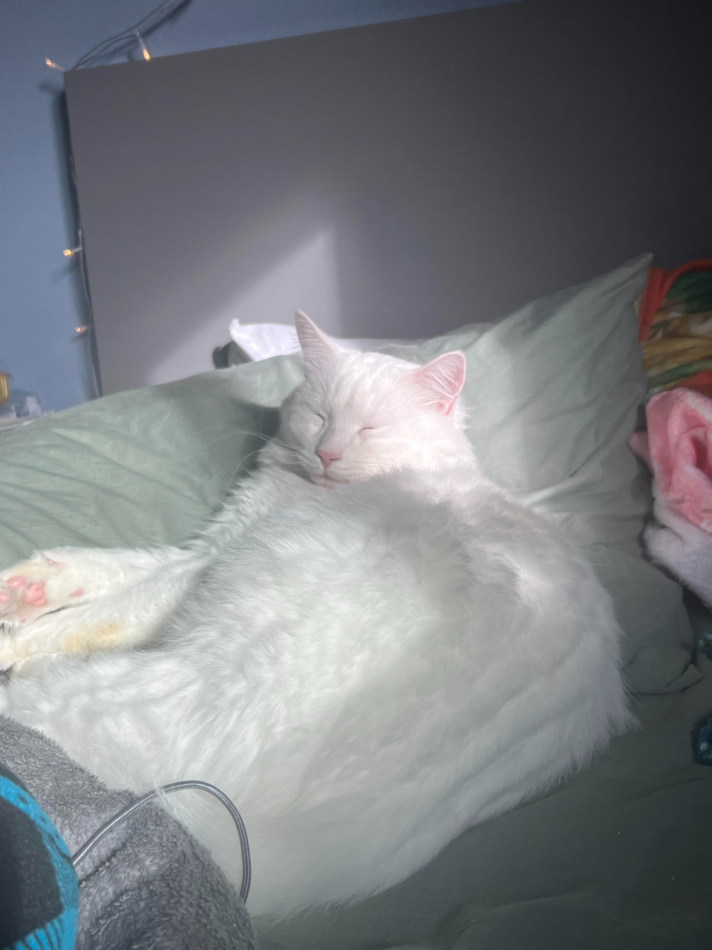 Save Sokka: Urgent Help Needed for FIP Treatment campaign photo, 2 of 4