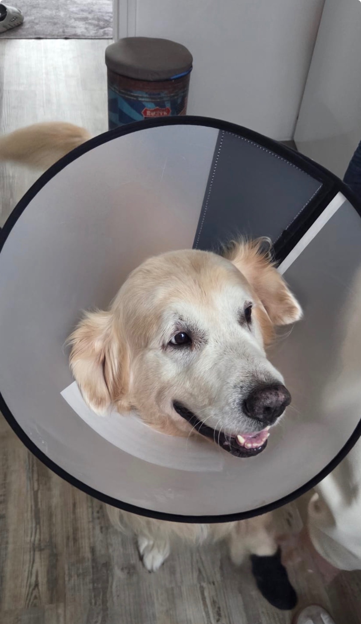 Teen van onze hond moet geamputeerd worden campaign photo, 4 of 5