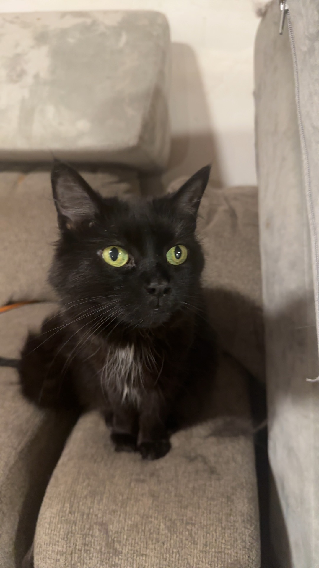 Donate to Save Mia's Lifelong Feline Friend campaign photo, 6 of 7