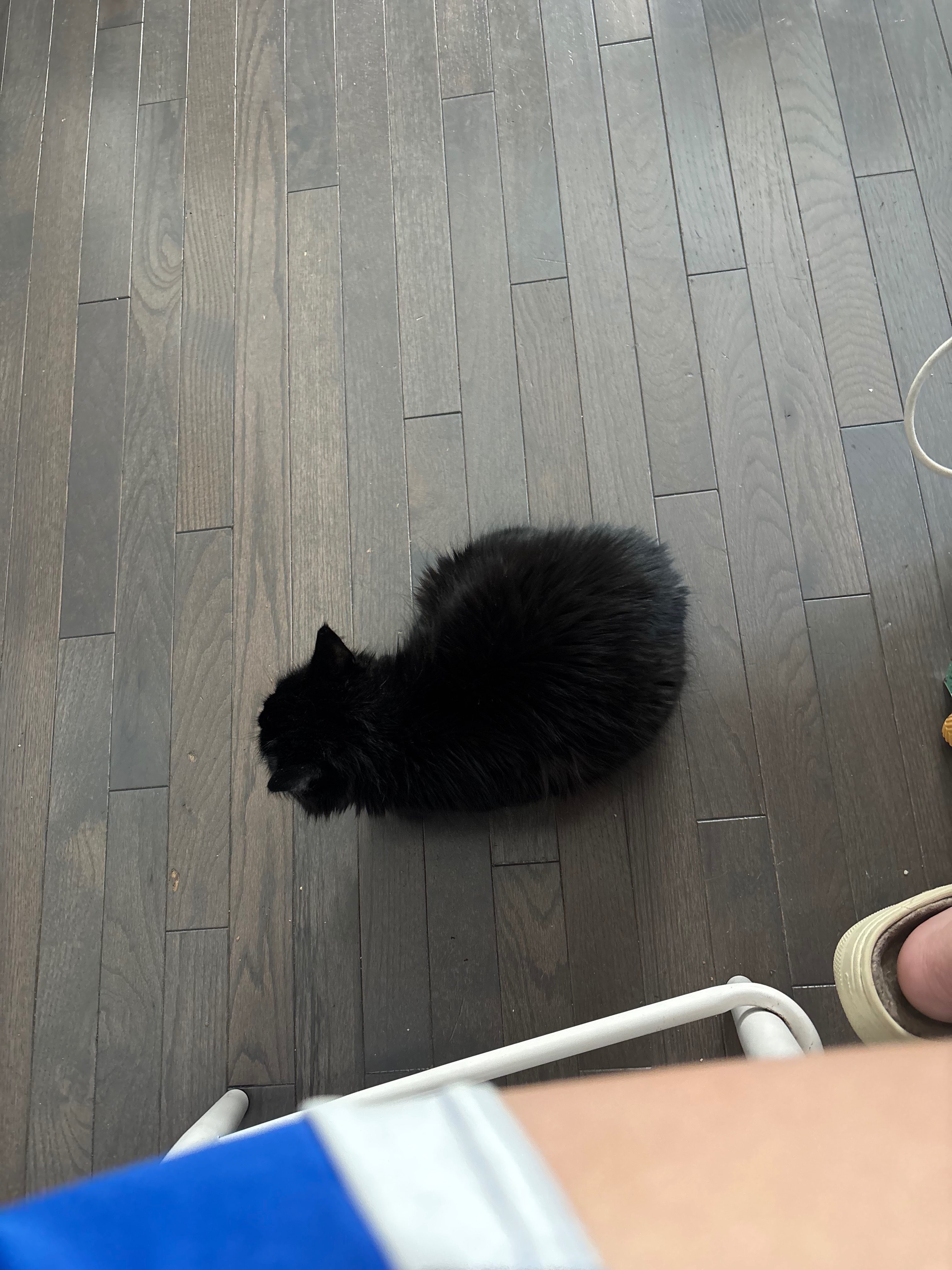 Donate to Save Mia's Lifelong Feline Friend campaign photo, 2 of 7