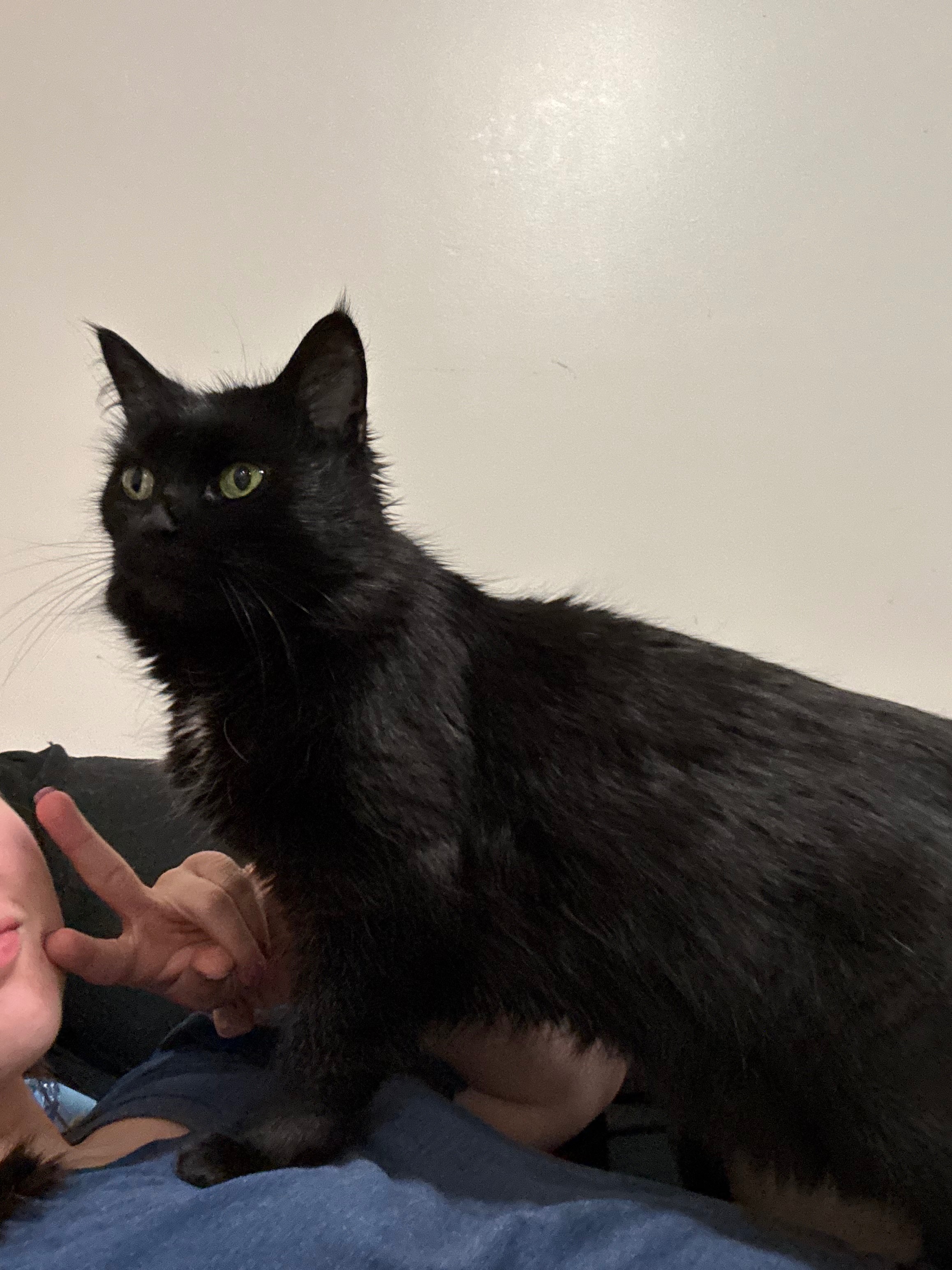 Donate to Save Mia's Lifelong Feline Friend campaign photo, 4 of 7