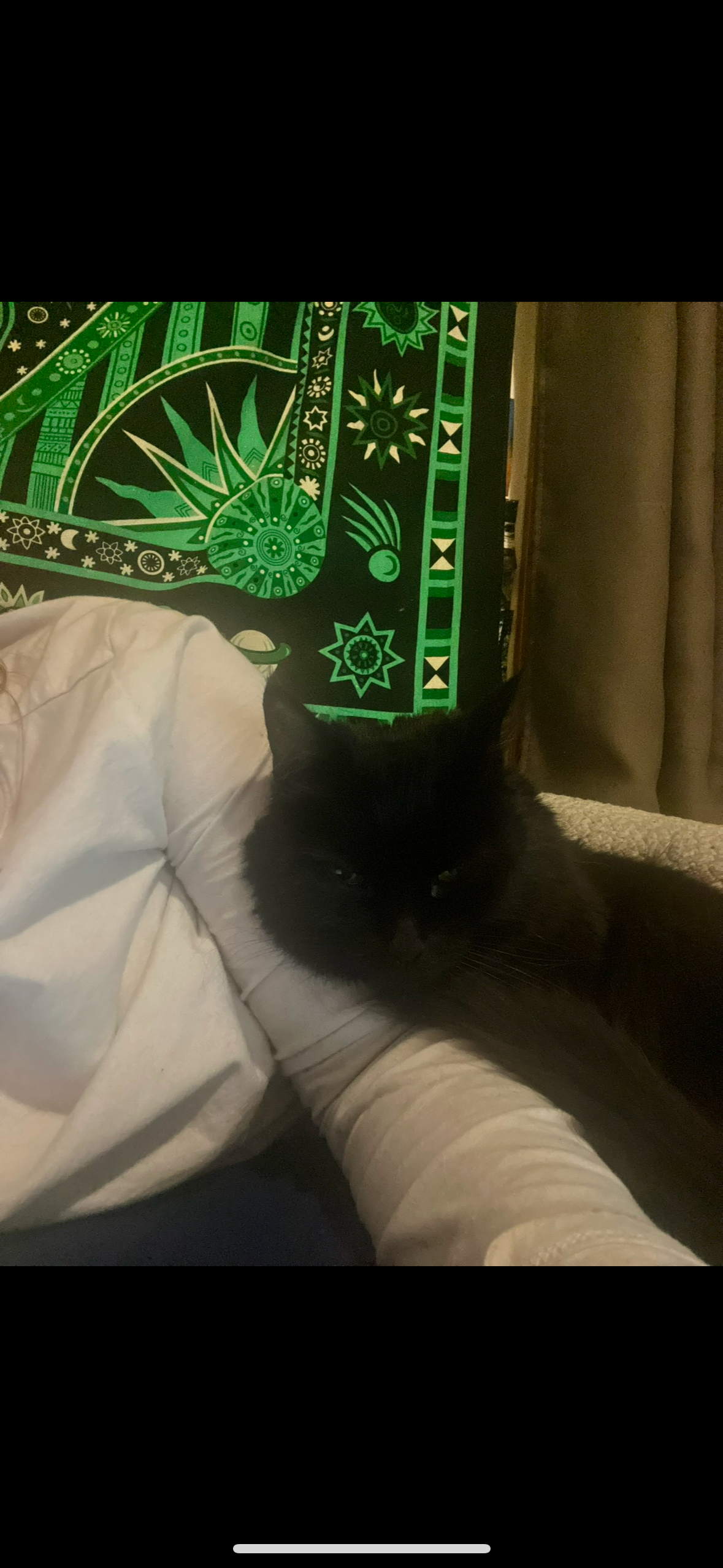 Donate to Save Mia's Lifelong Feline Friend campaign photo, 5 of 7