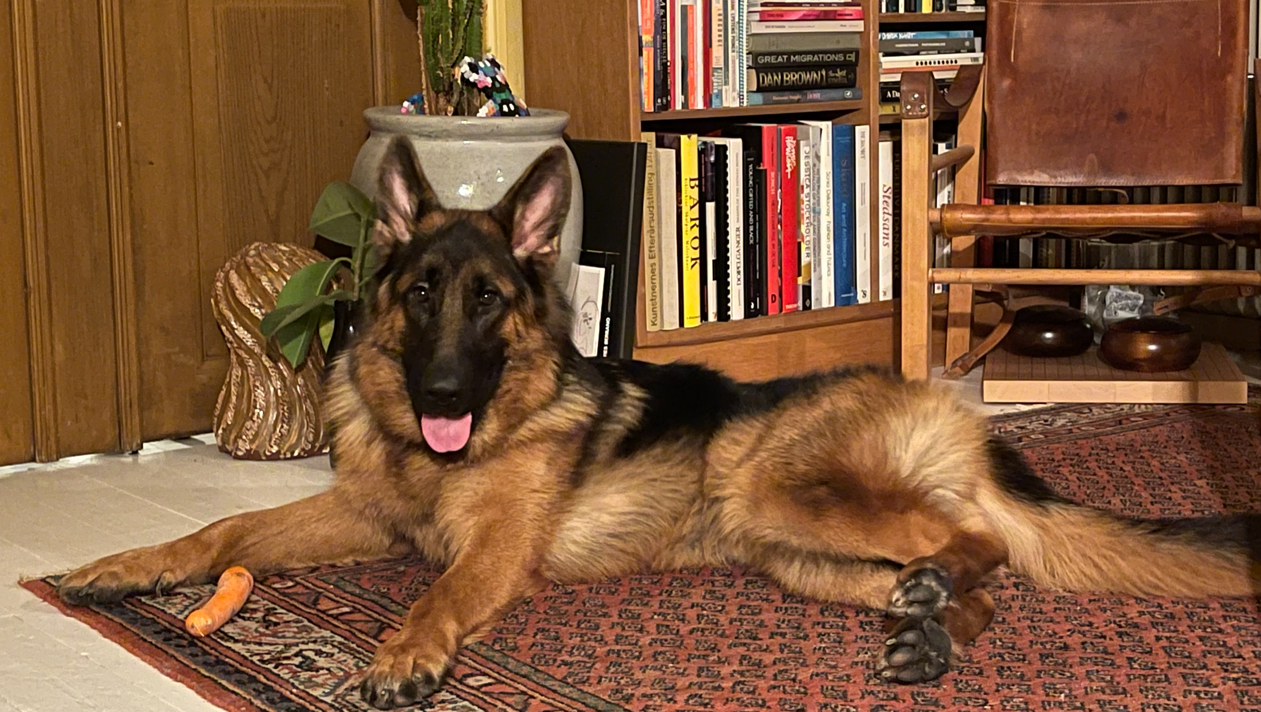 Fundraiser by Louis Vernal : Hjælp til servicehund: Help for an assistance  dog, image size:4032x2277