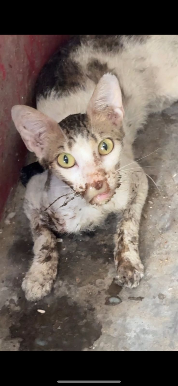 Help Dylan Travel to the UK for a Second Chance at Life campaign photo, 5 of 6