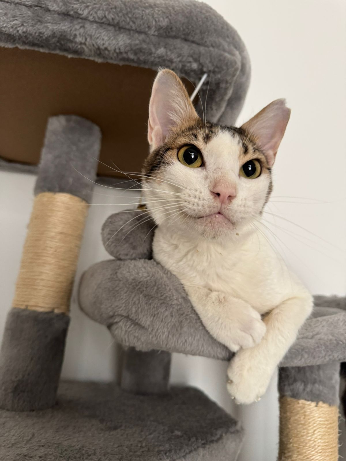 Help Dylan Travel to the UK for a Second Chance at Life campaign photo, 2 of 6
