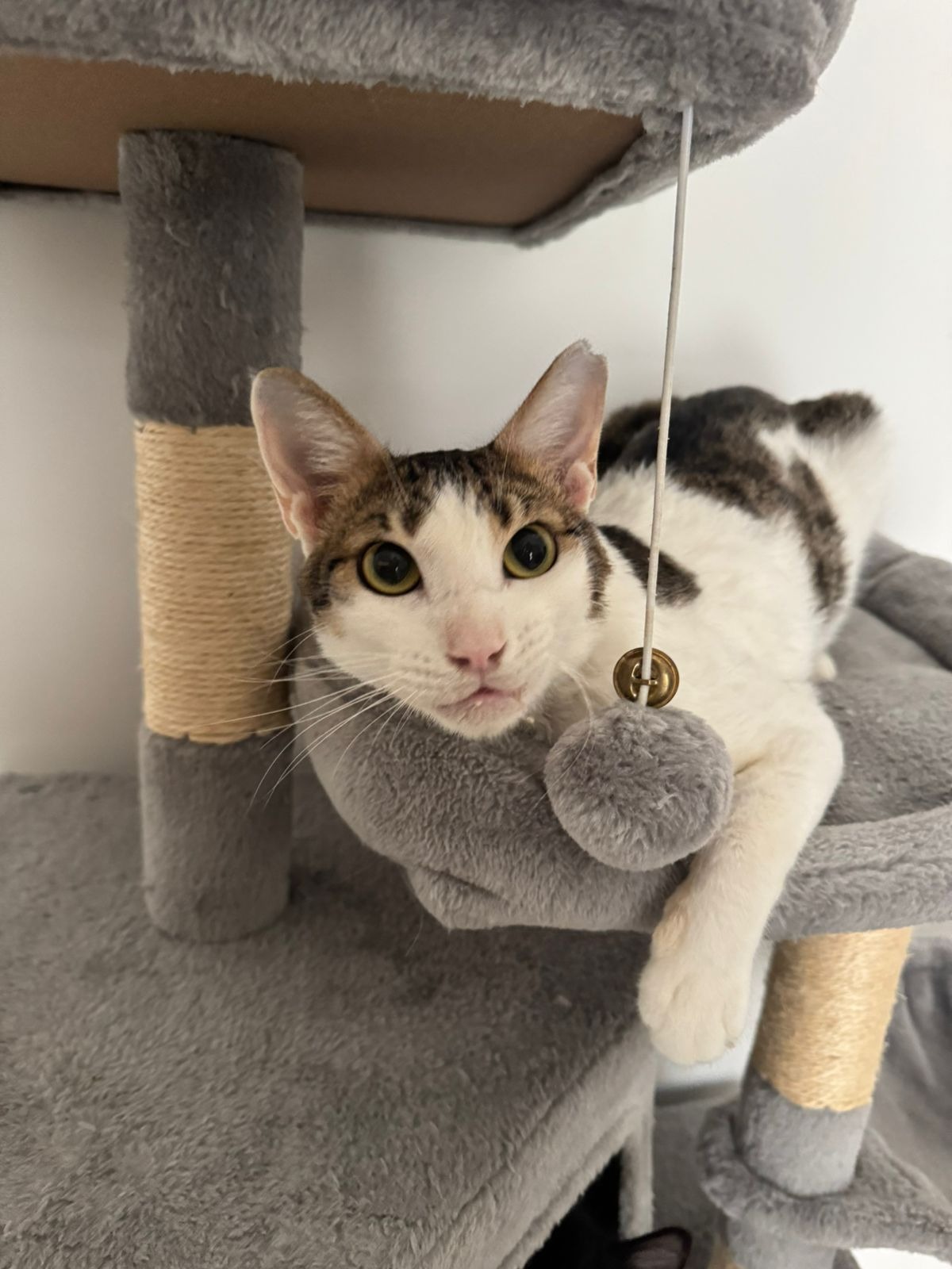 Help Dylan Travel to the UK for a Second Chance at Life campaign photo, 4 of 6