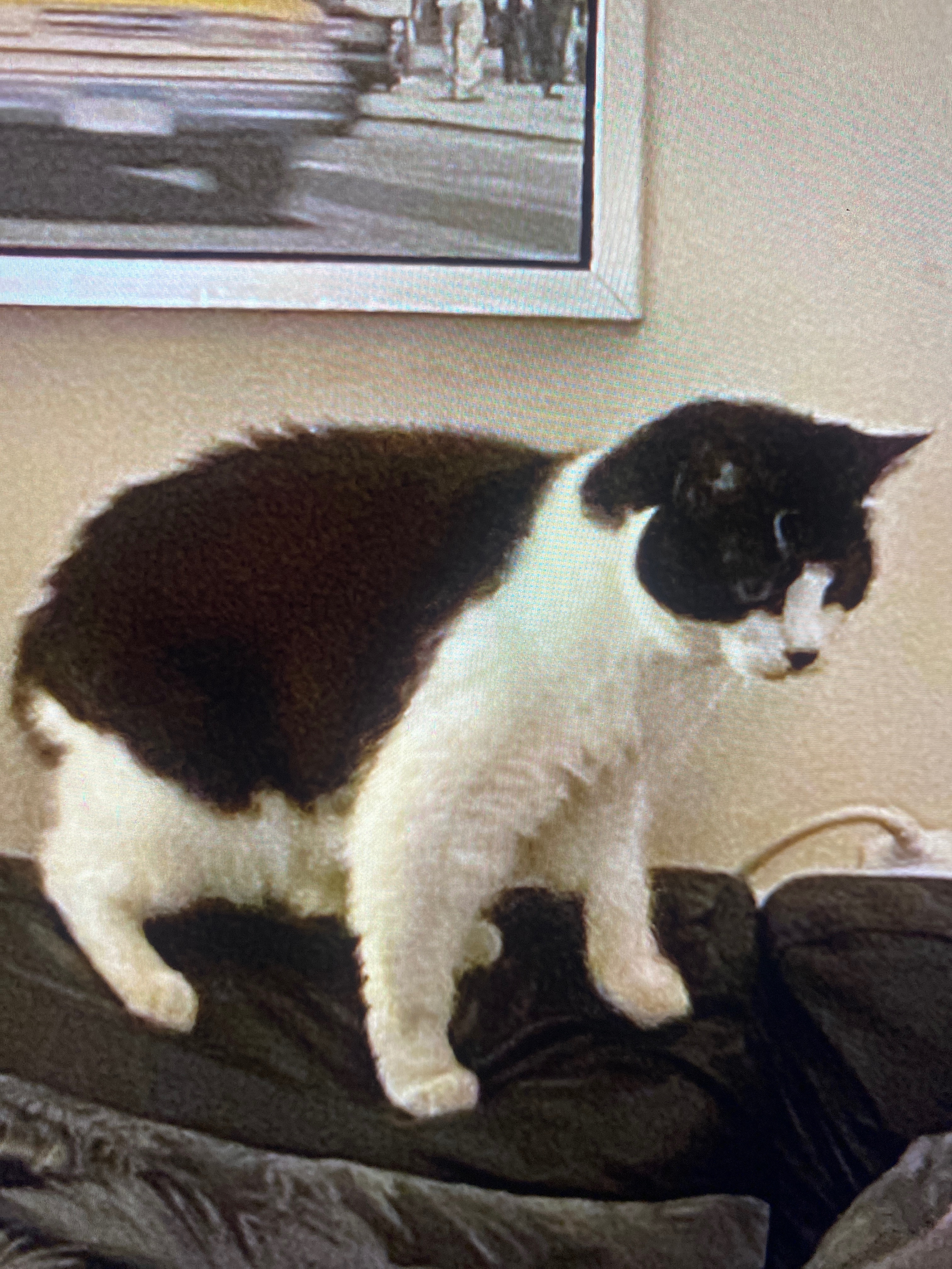 Support Tiddles’ Medical Care campaign photo, 7 of 8
