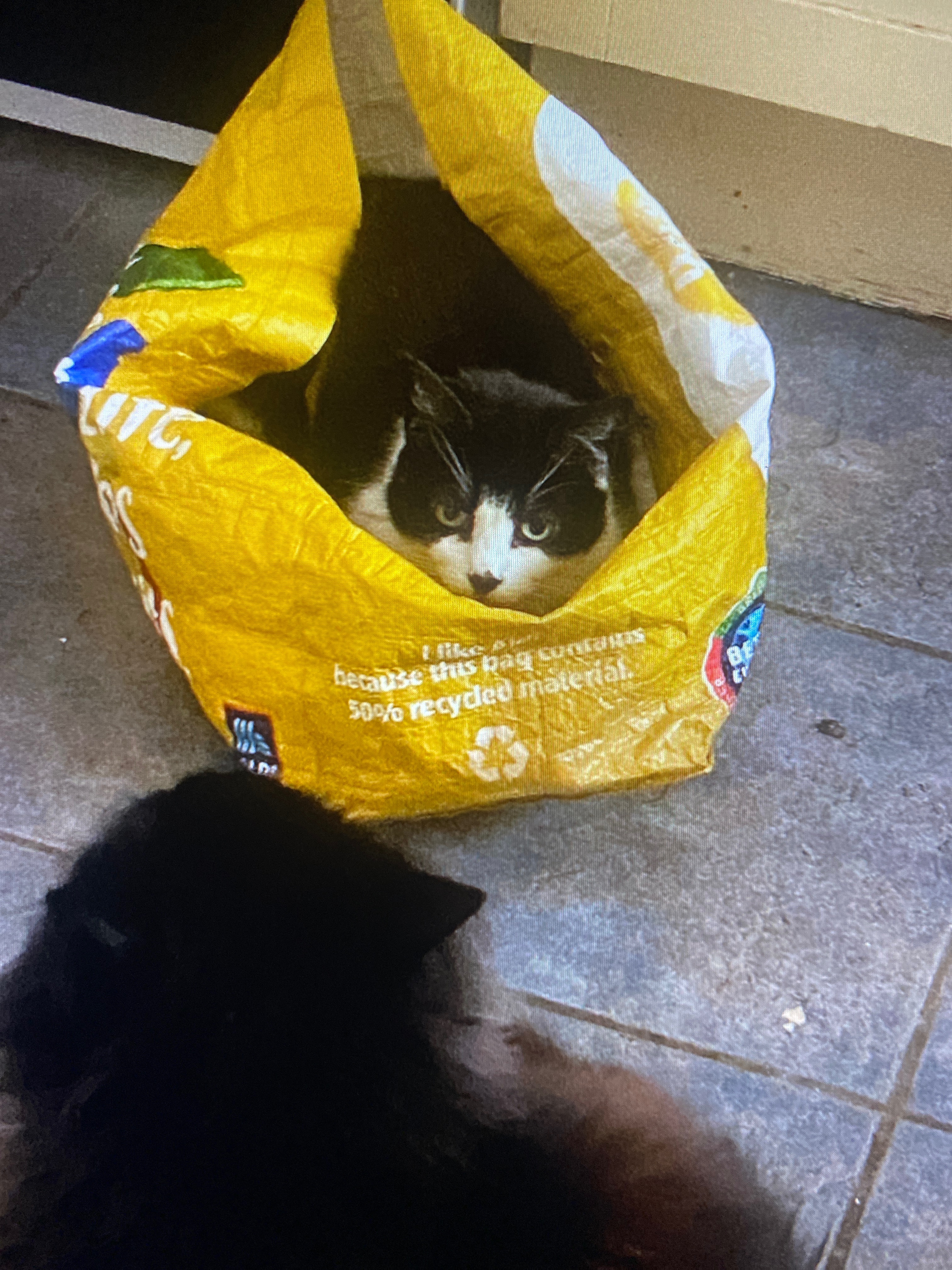 Support Tiddles’ Medical Care campaign photo, 2 of 8