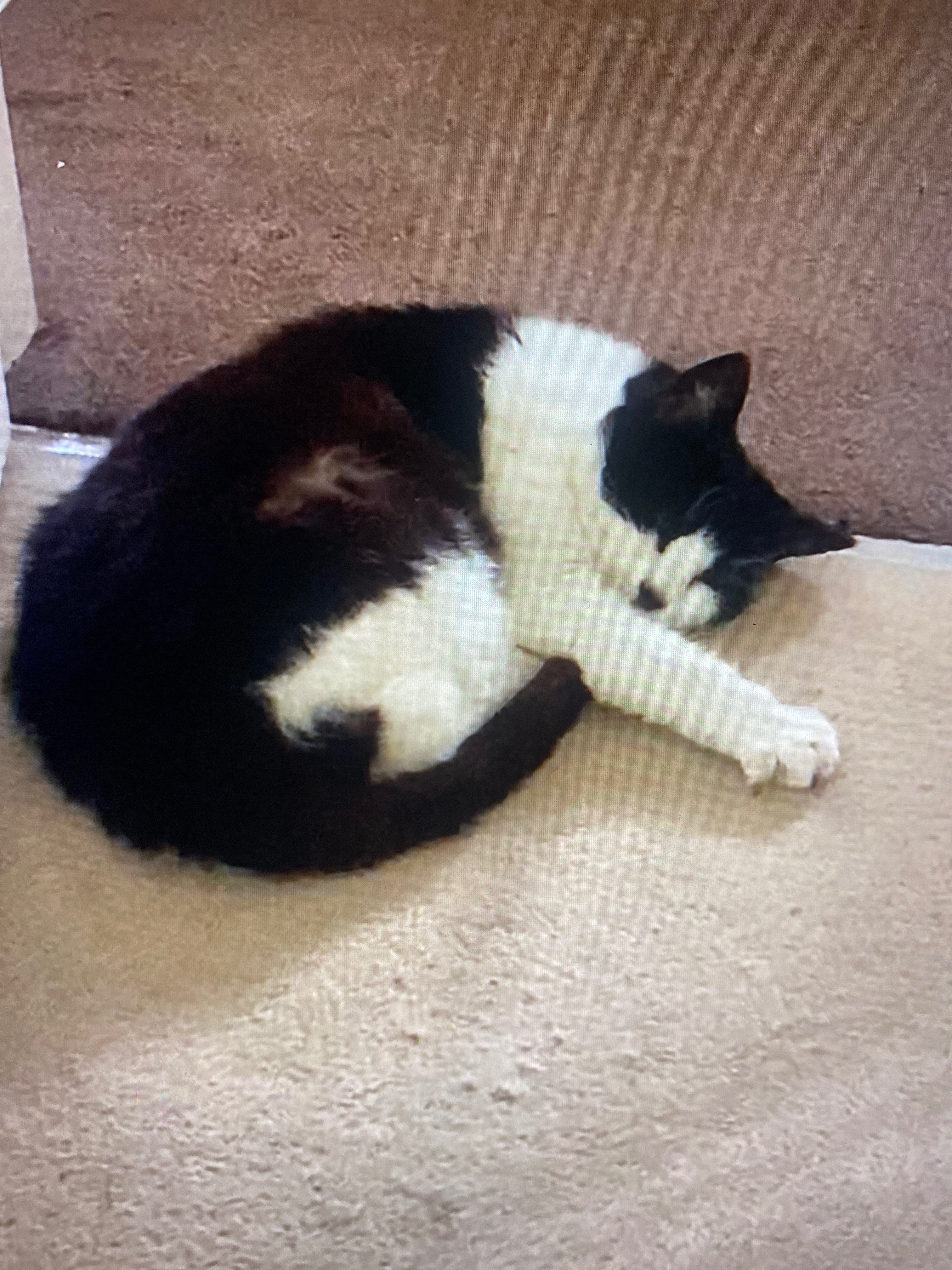 Support Tiddles’ Medical Care campaign photo, 4 of 8