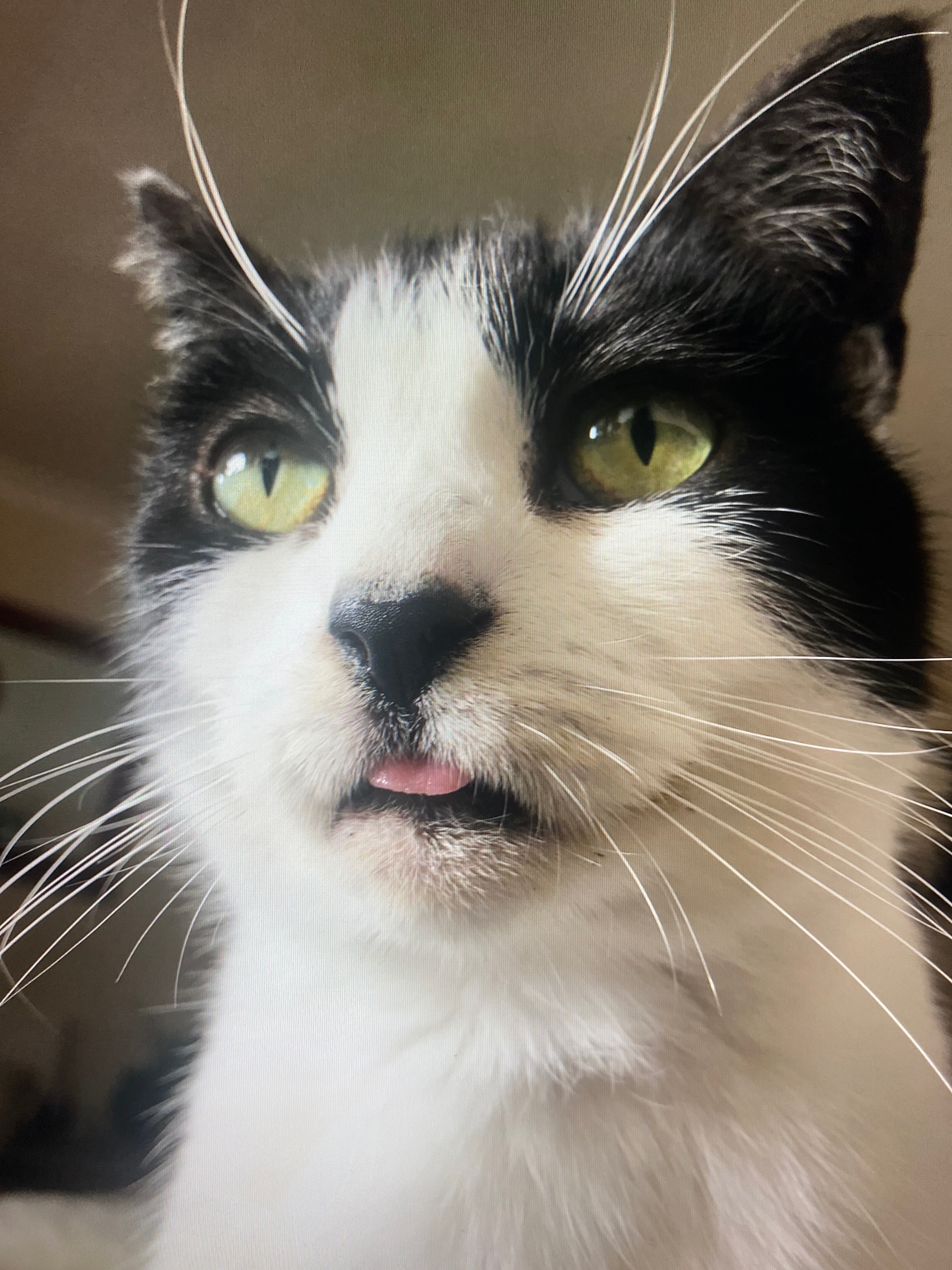 Support Tiddles’ Medical Care campaign photo, 5 of 8