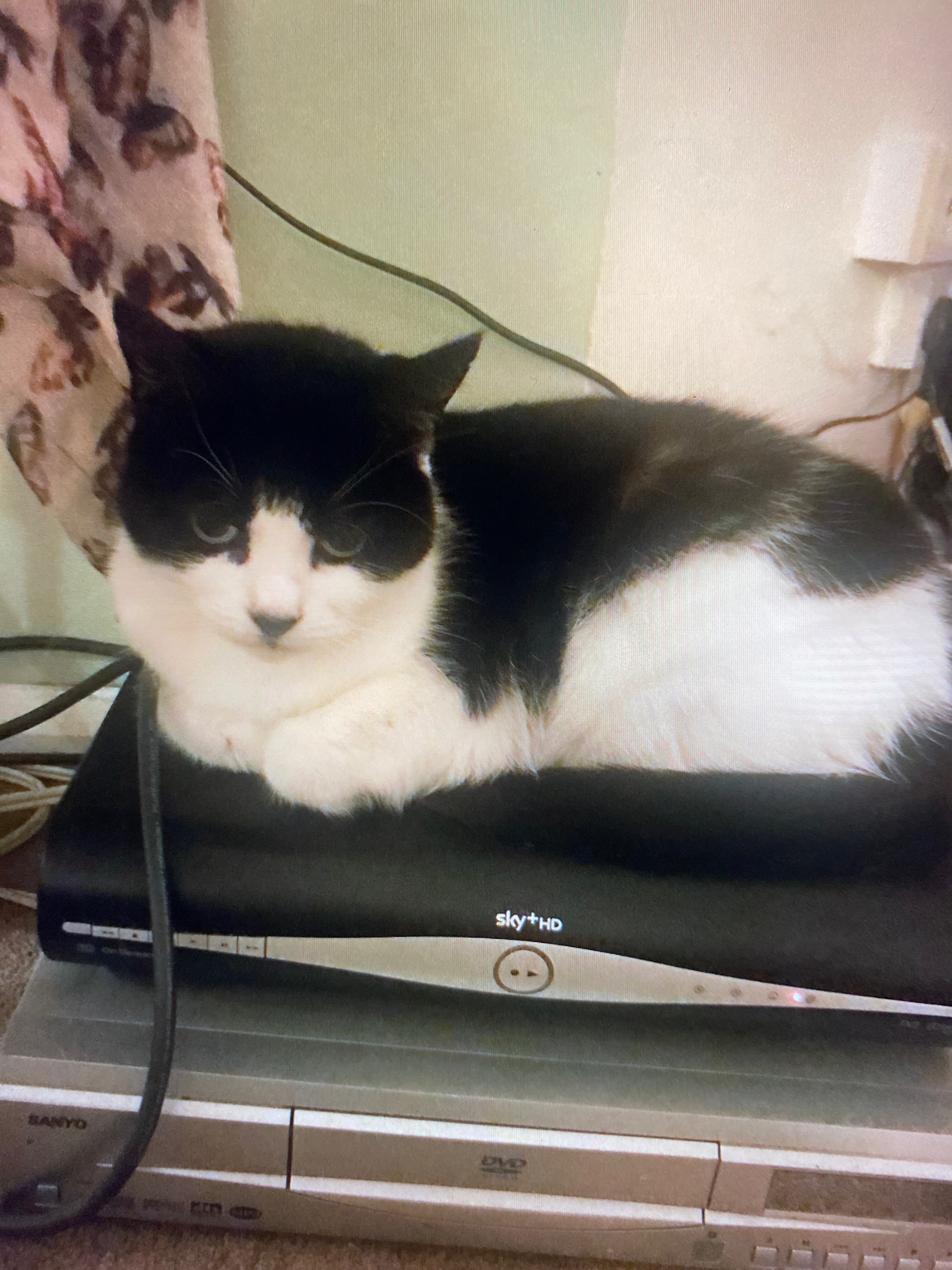 Support Tiddles’ Medical Care campaign photo, 6 of 8
