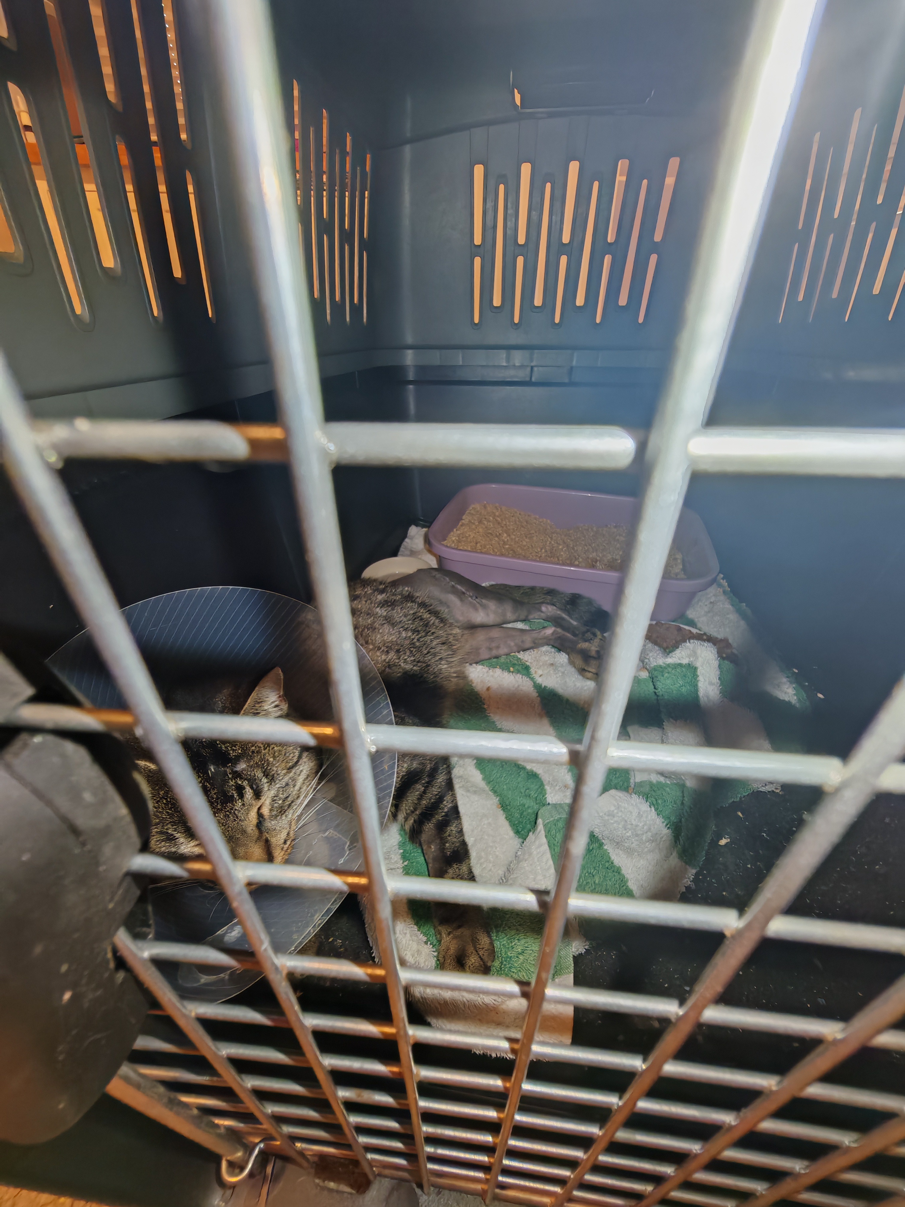 Hilfe nach Katzen Auto Kollision campaign photo, 5 of 6