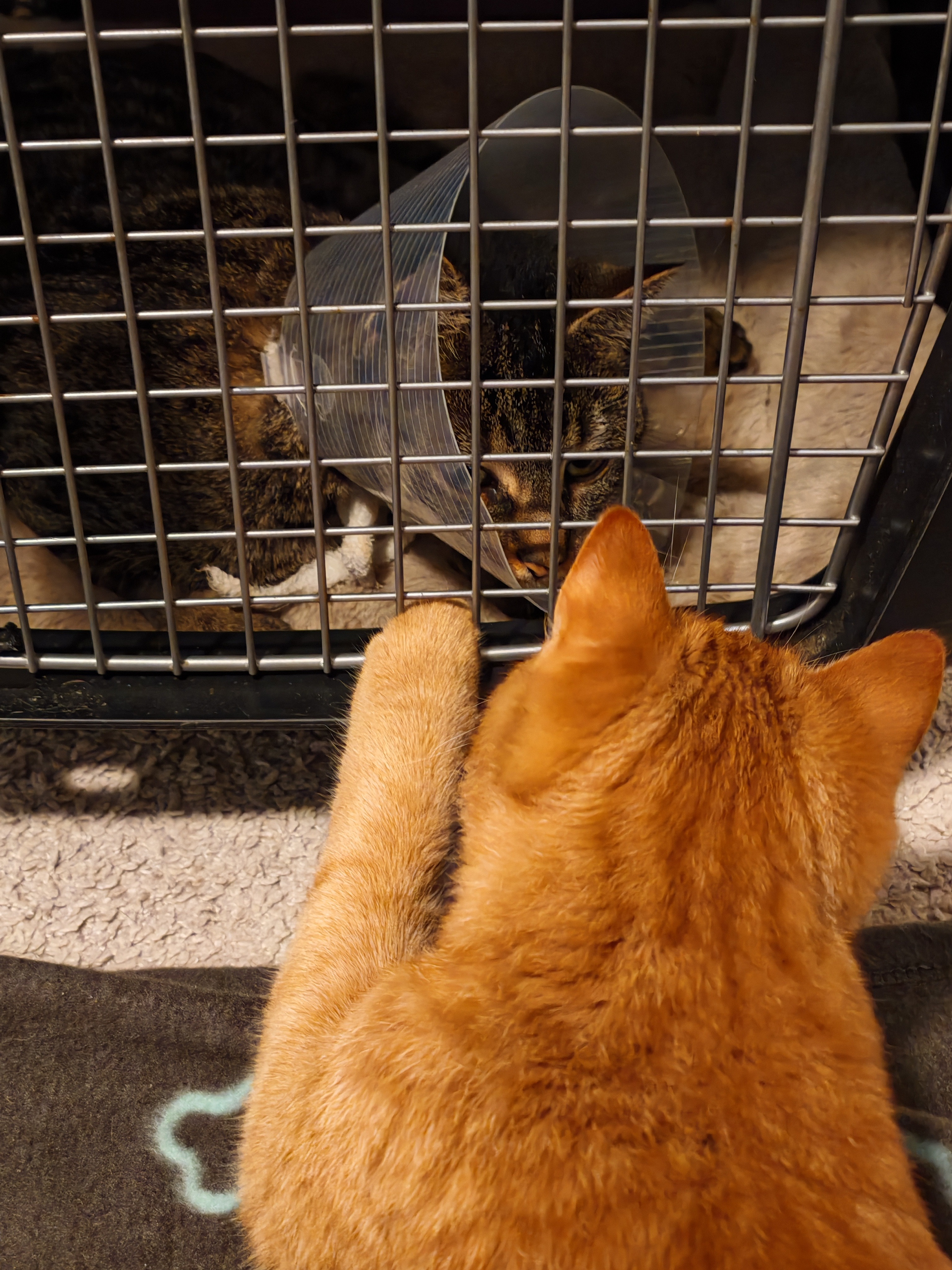 Hilfe nach Katzen Auto Kollision campaign photo, 4 of 6