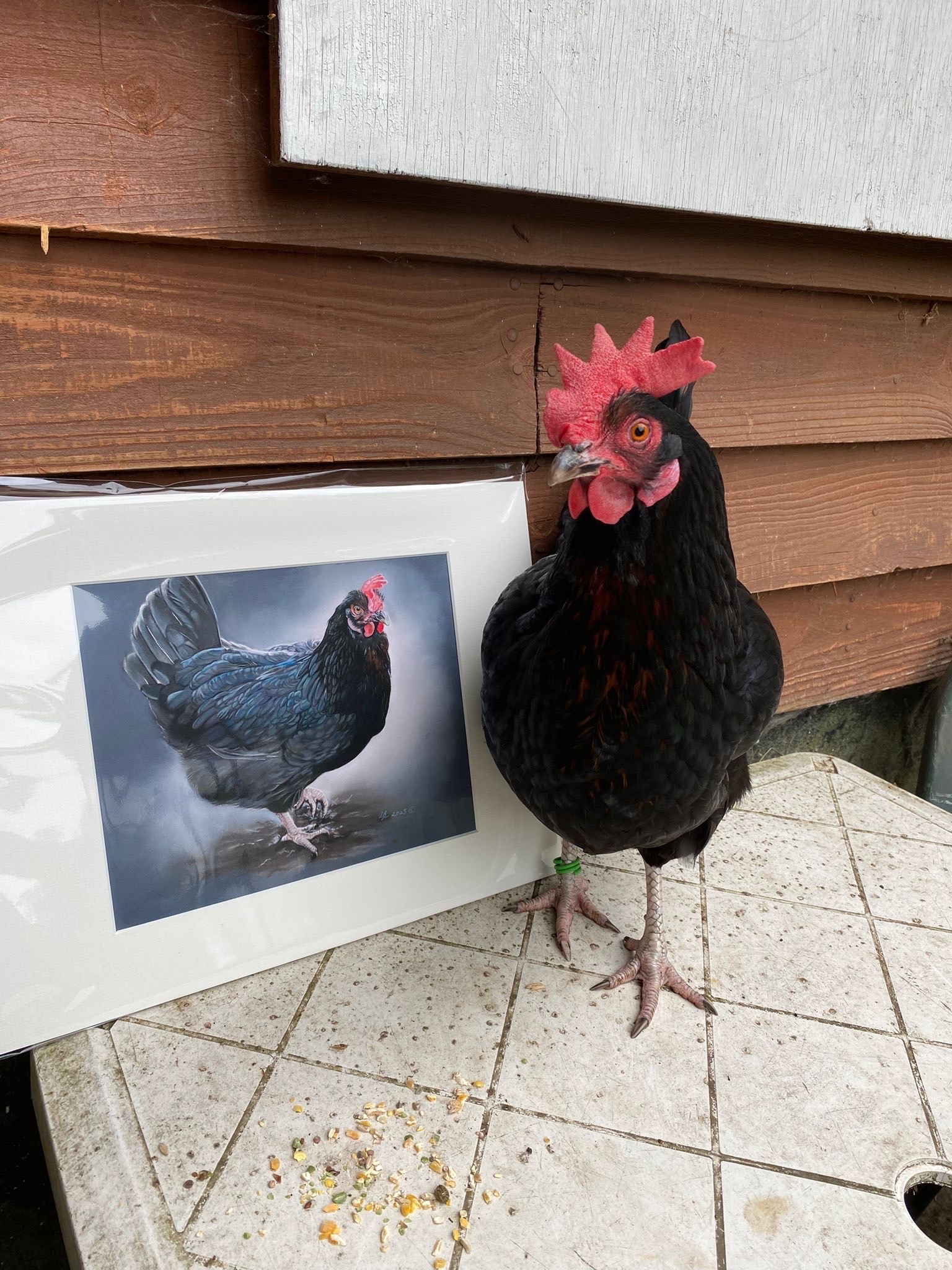 Nature Nurture Farm needs your help! campaign photo, 5 of 7