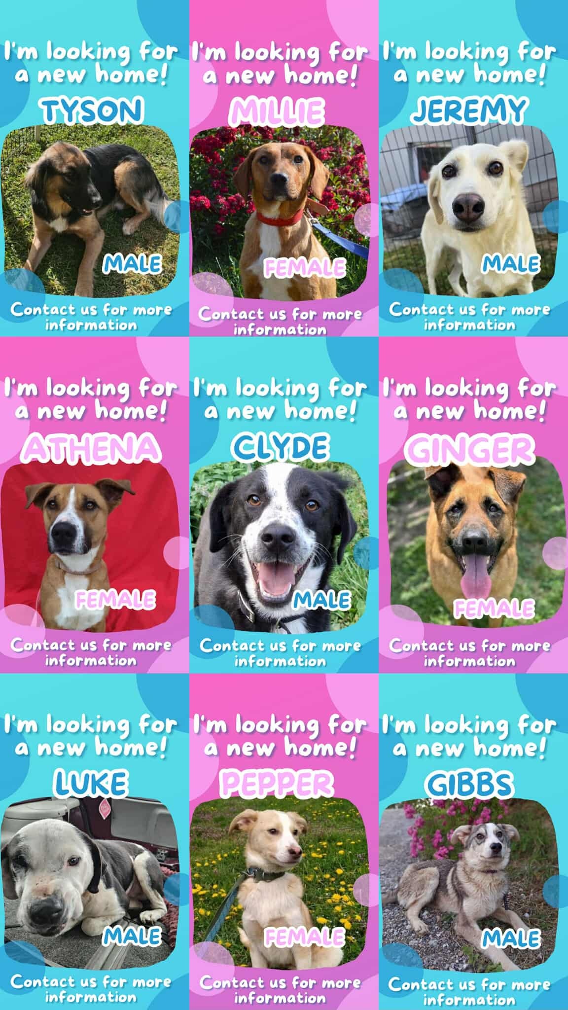 Support Paws United UK to continue saving lives campaign photo, 7 of 8