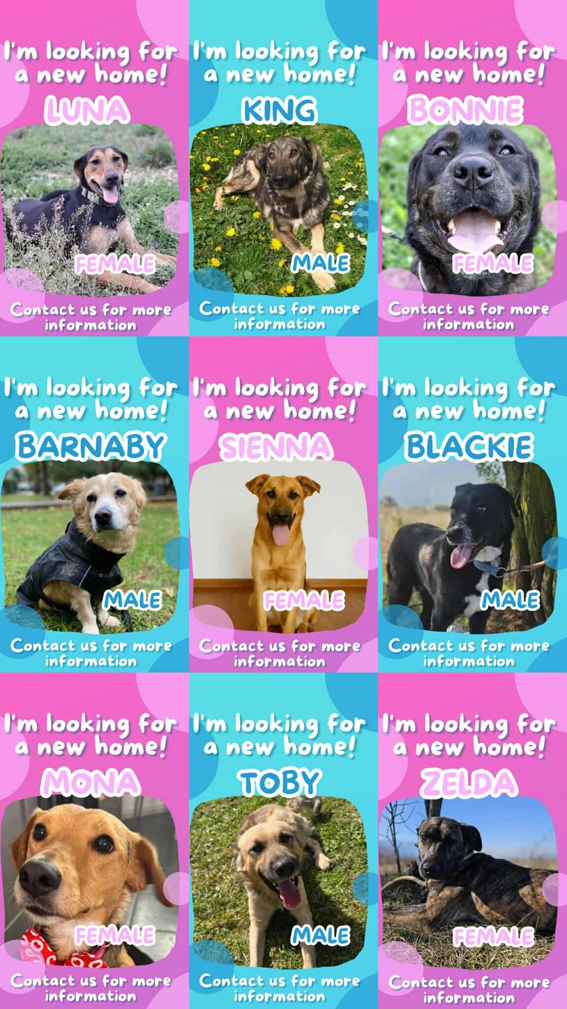 Support Paws United UK to continue saving lives campaign photo, 4 of 8
