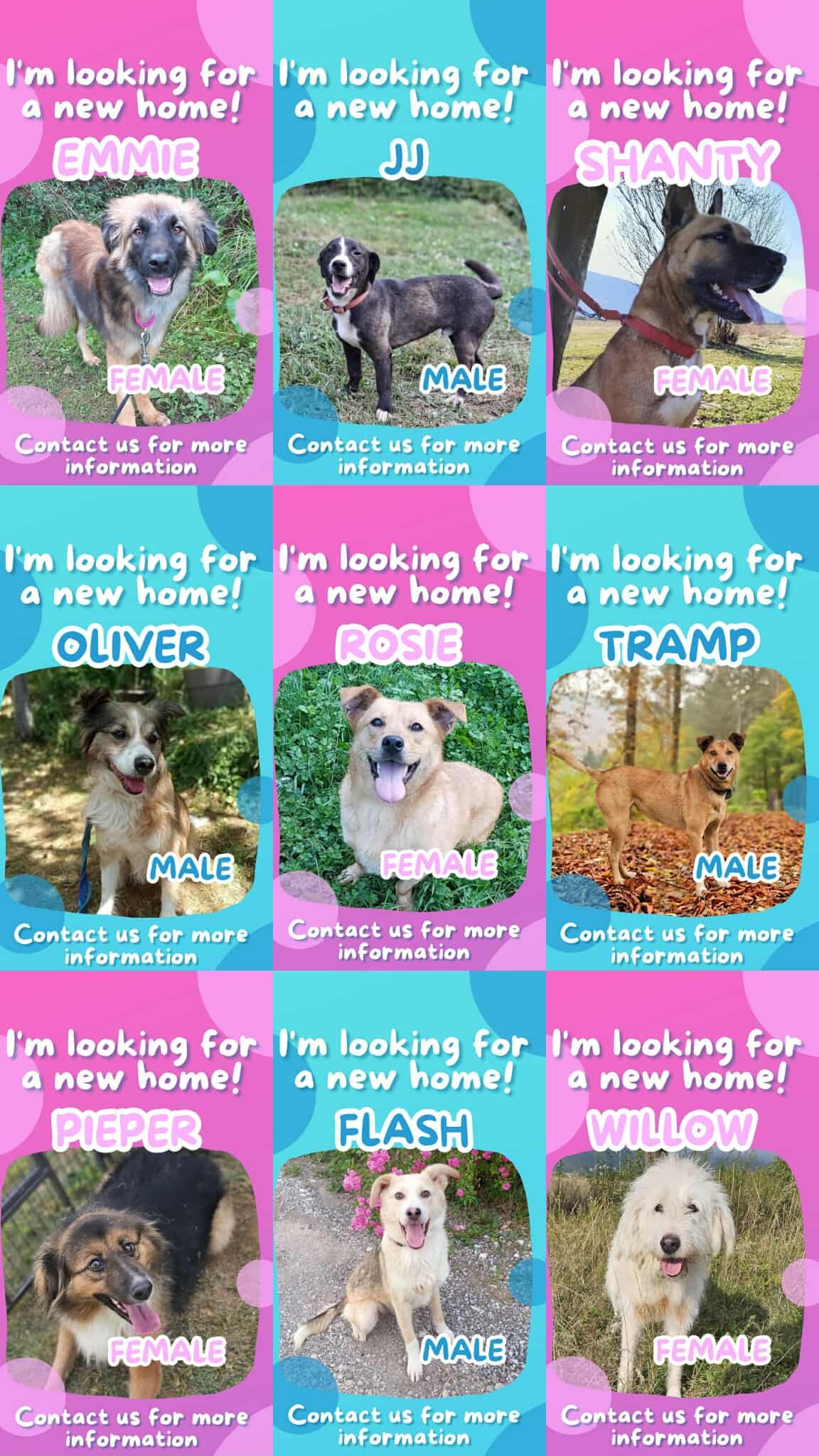 Support Paws United UK to continue saving lives campaign photo, 5 of 8
