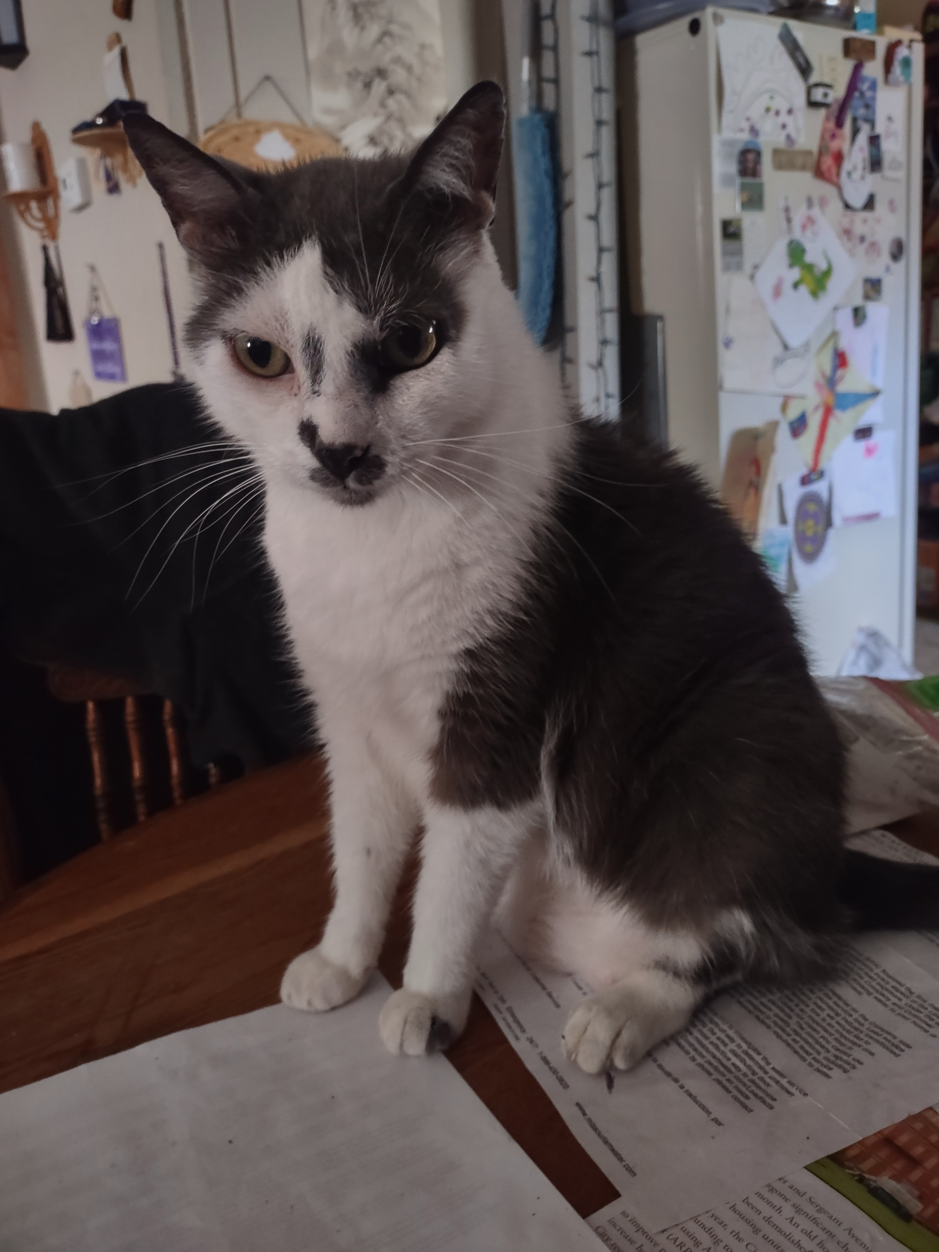 Help Sweets Get the Vet Care He Needs campaign photo, 5 of 7