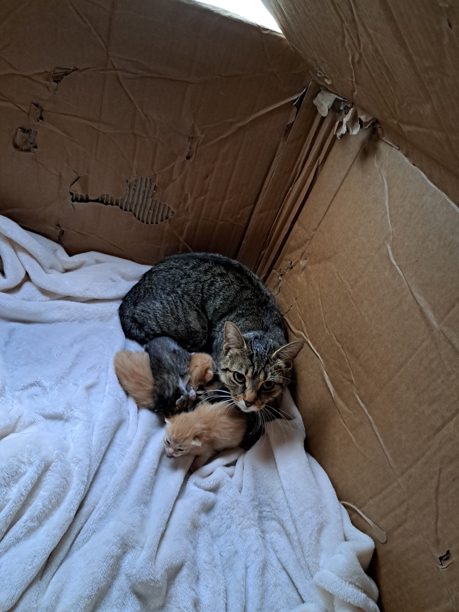 From a box - home, help me give these babies a good life campaign photo, 7 of 8