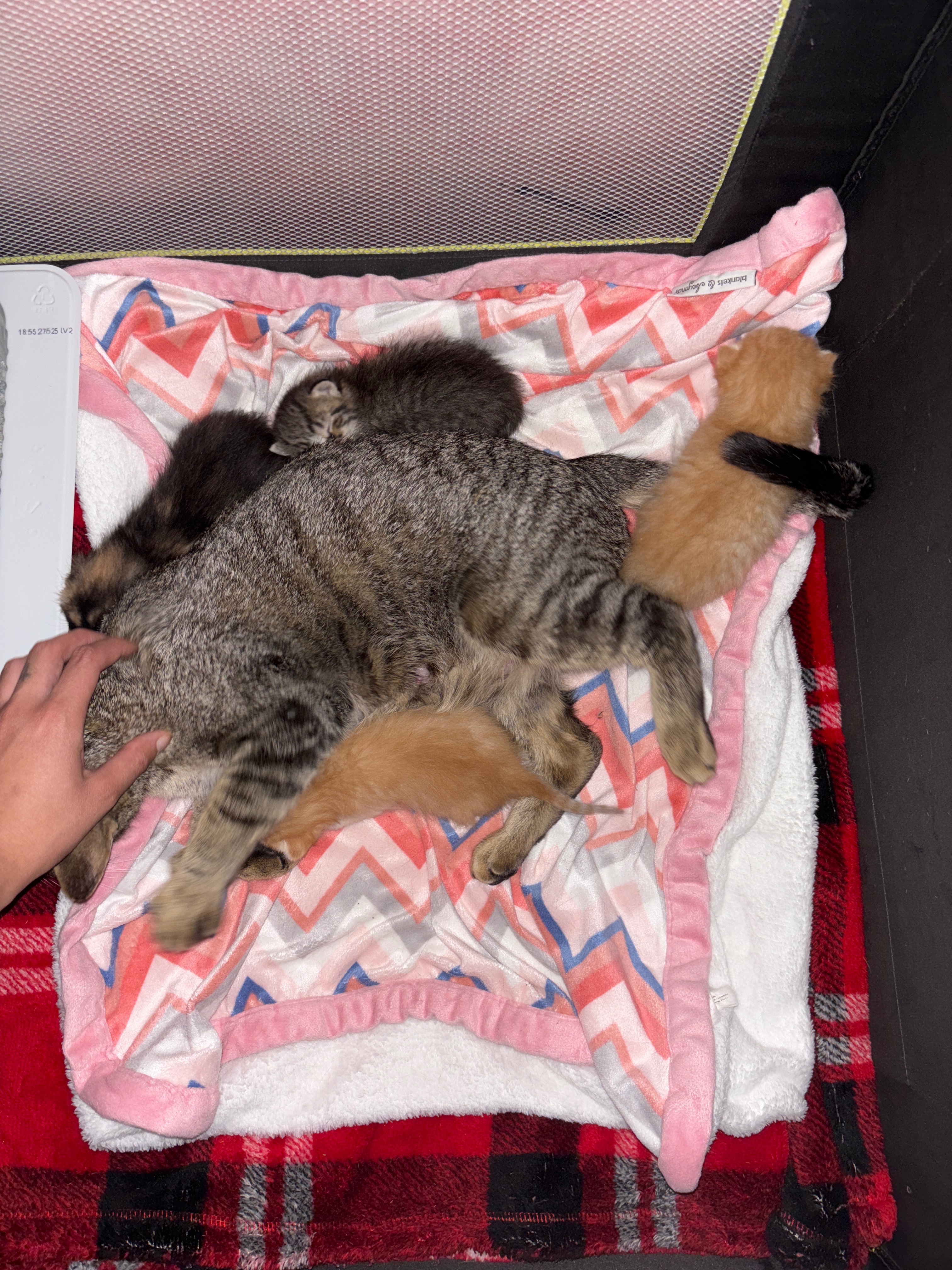 From a box - home, help me give these babies a good life campaign photo, 2 of 8