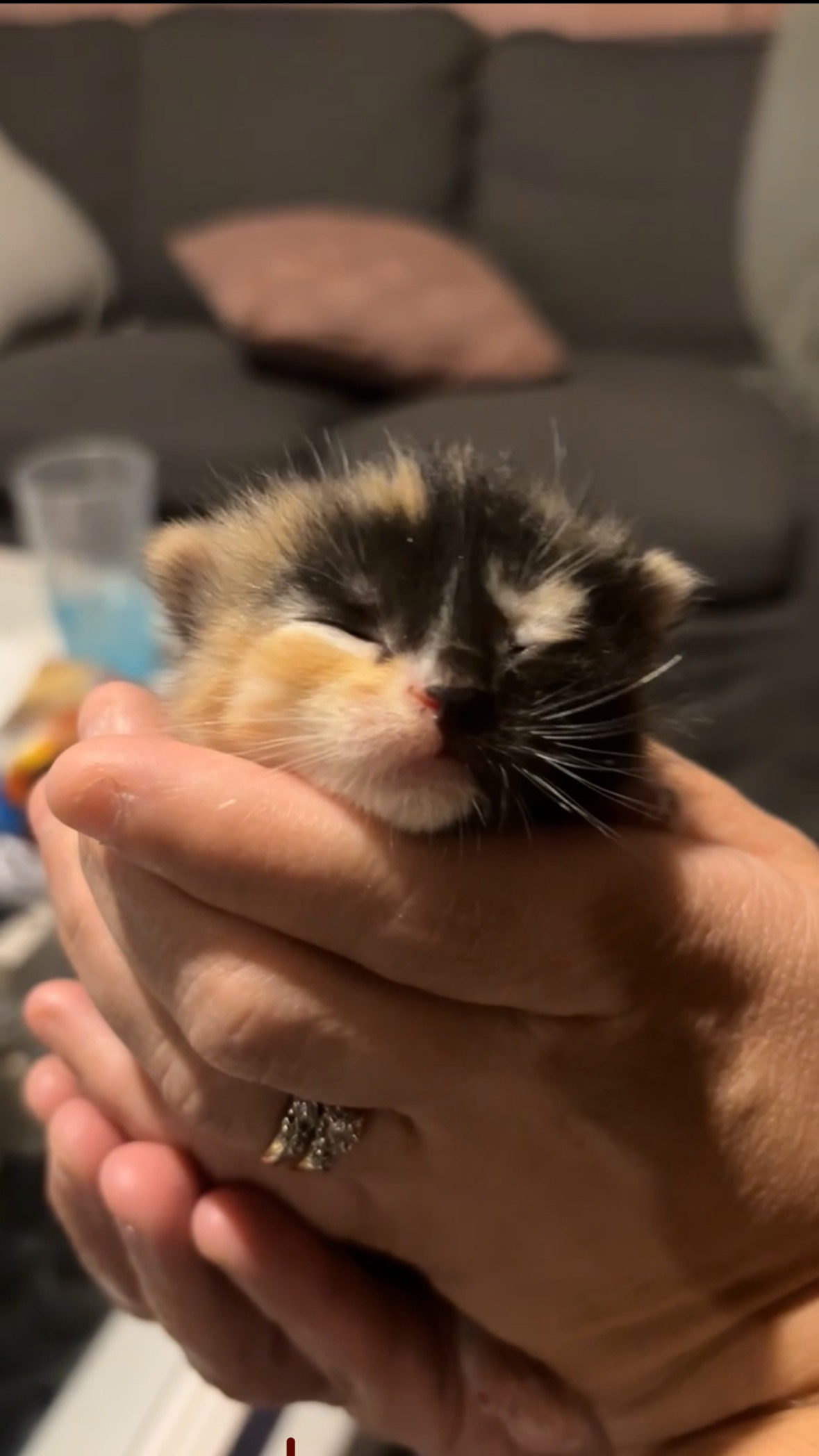 From a box - home, help me give these babies a good life campaign photo, 4 of 8
