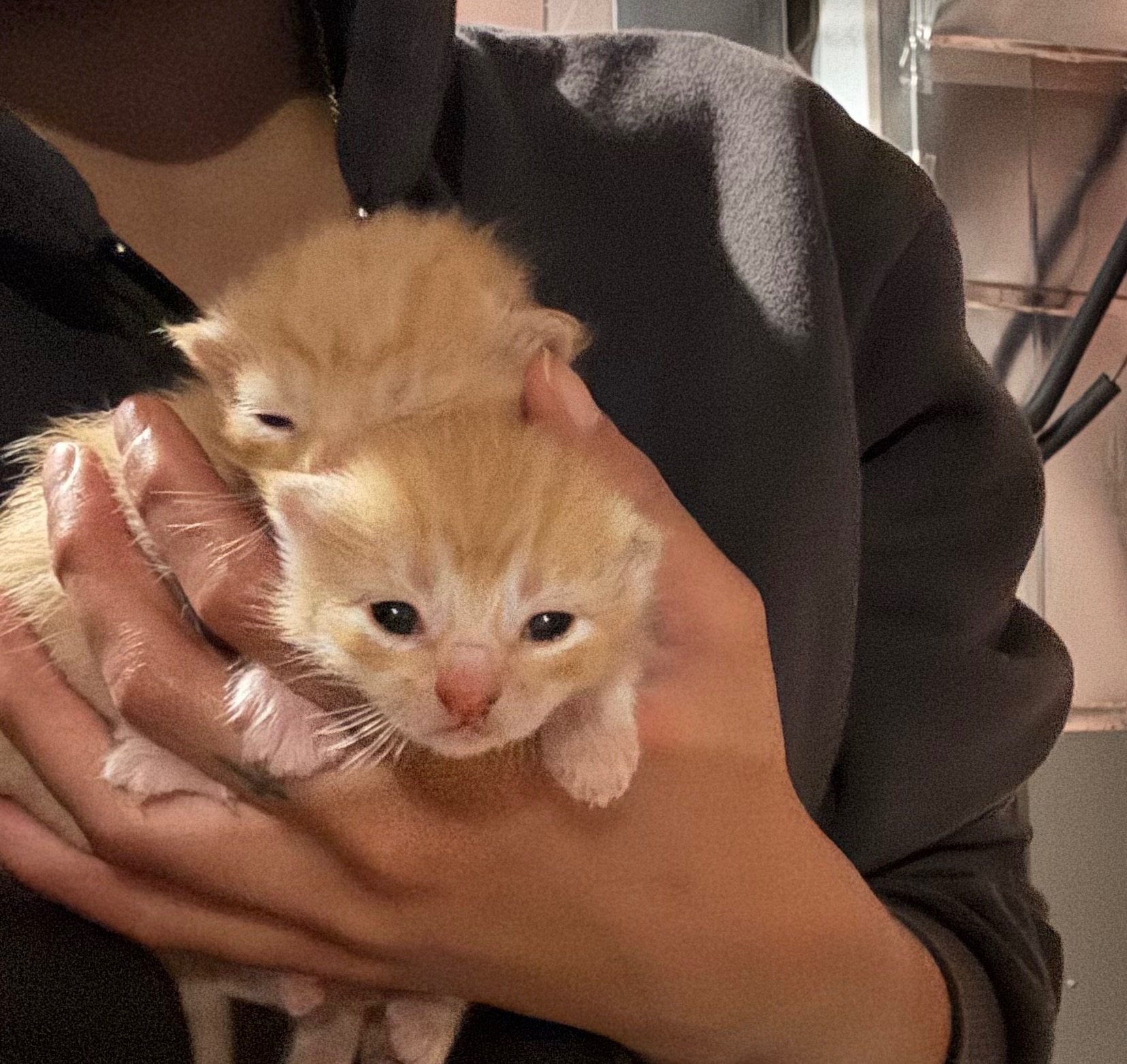 From a box - home, help me give these babies a good life campaign photo, 6 of 8