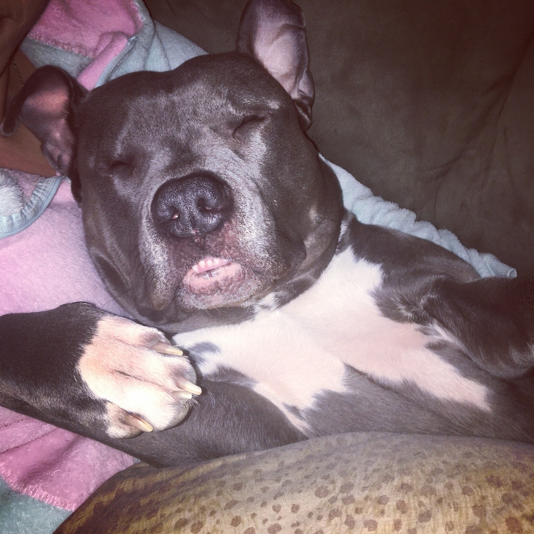 Please help my dog with surgery campaign photo, 7 of 8