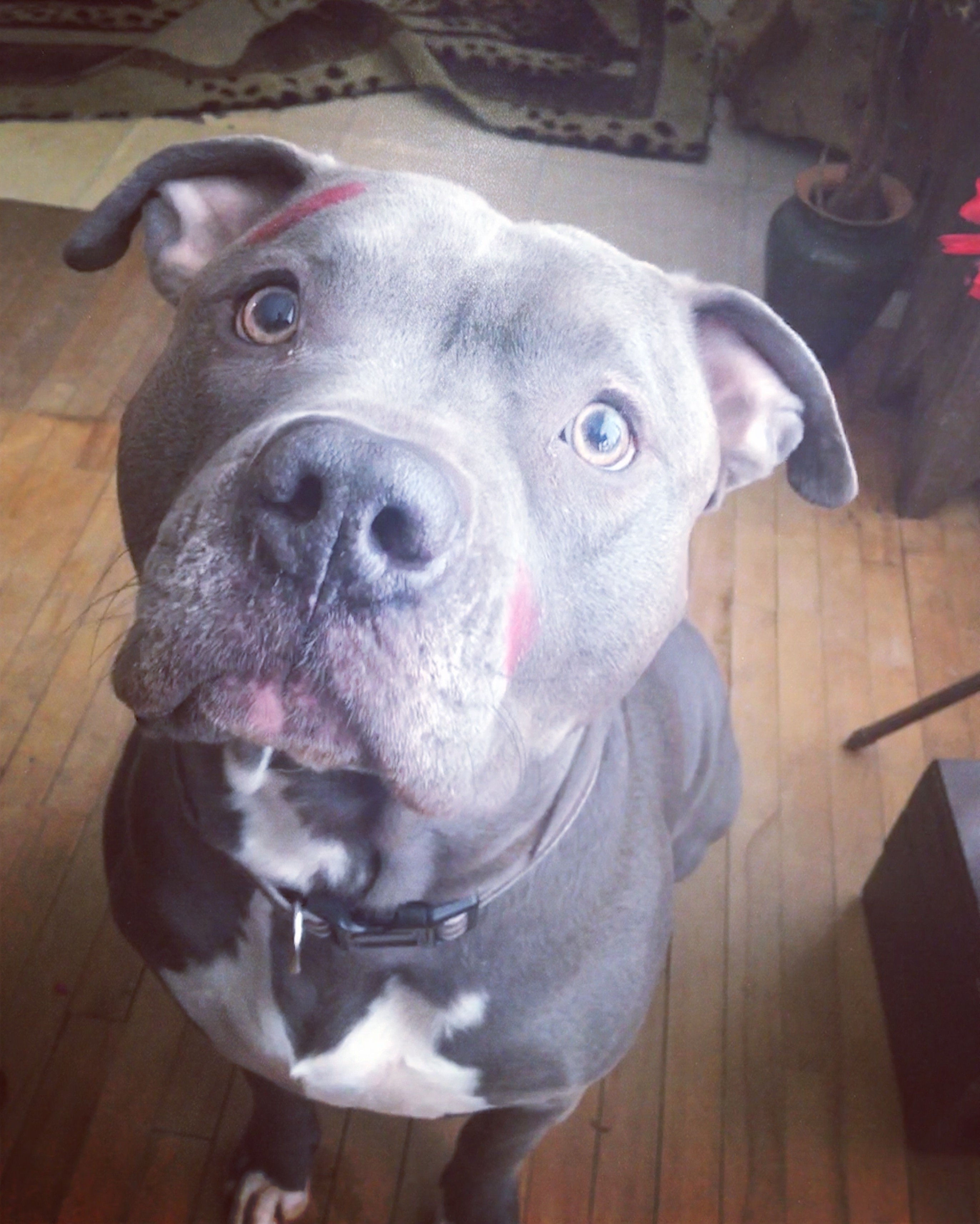 Please help my dog with surgery campaign photo, 2 of 8