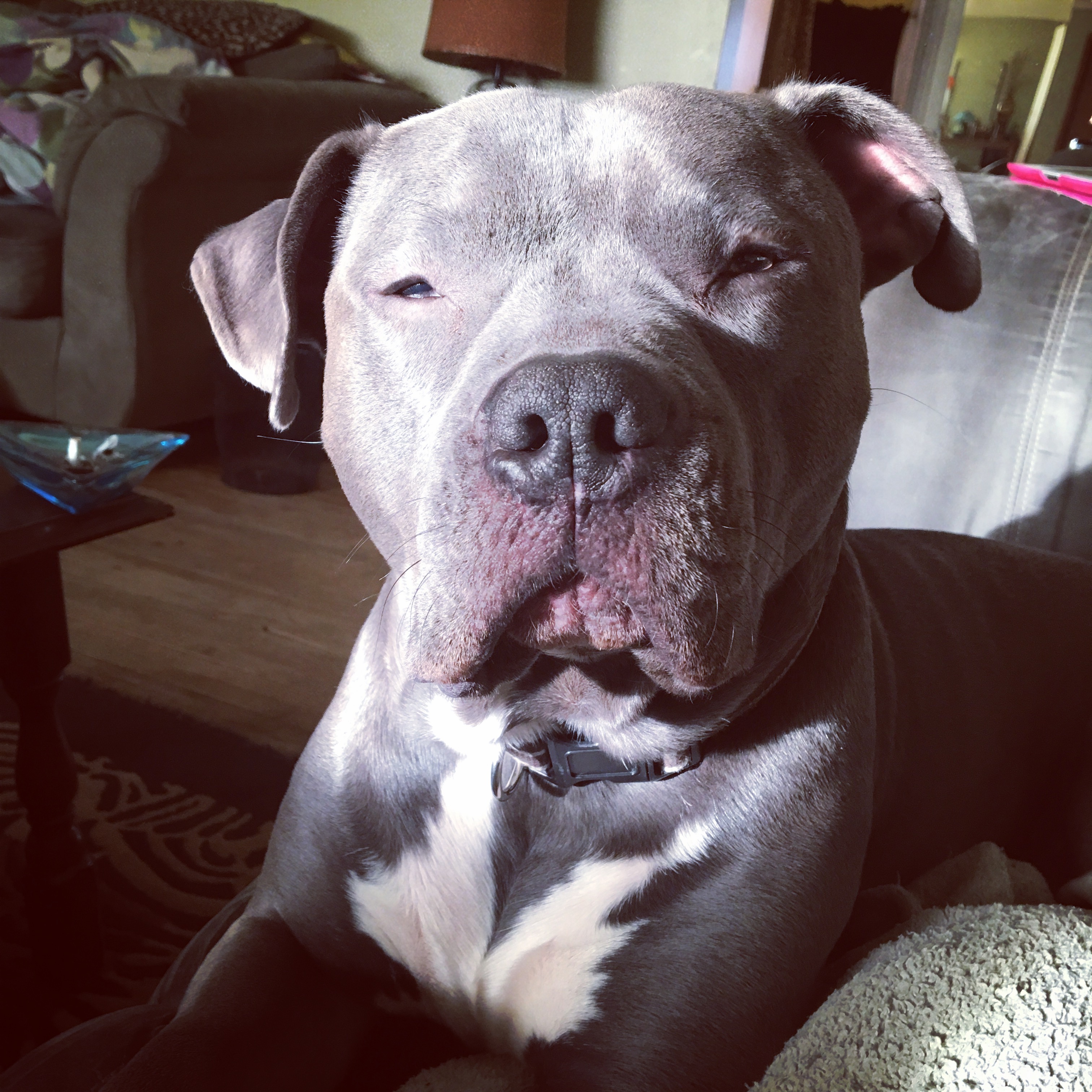 Please help my dog with surgery campaign photo, 4 of 8