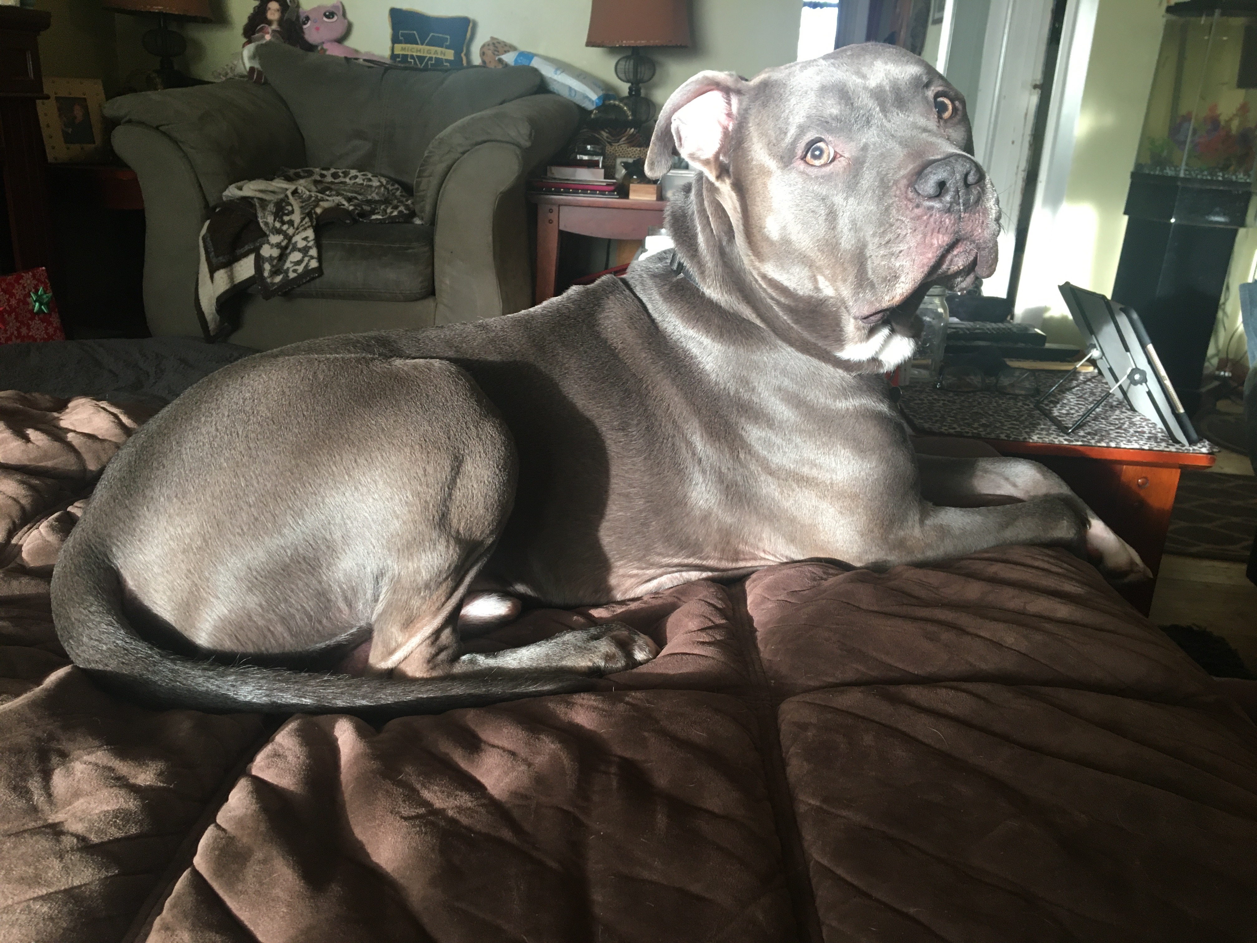 Please help my dog with surgery campaign photo, 5 of 8
