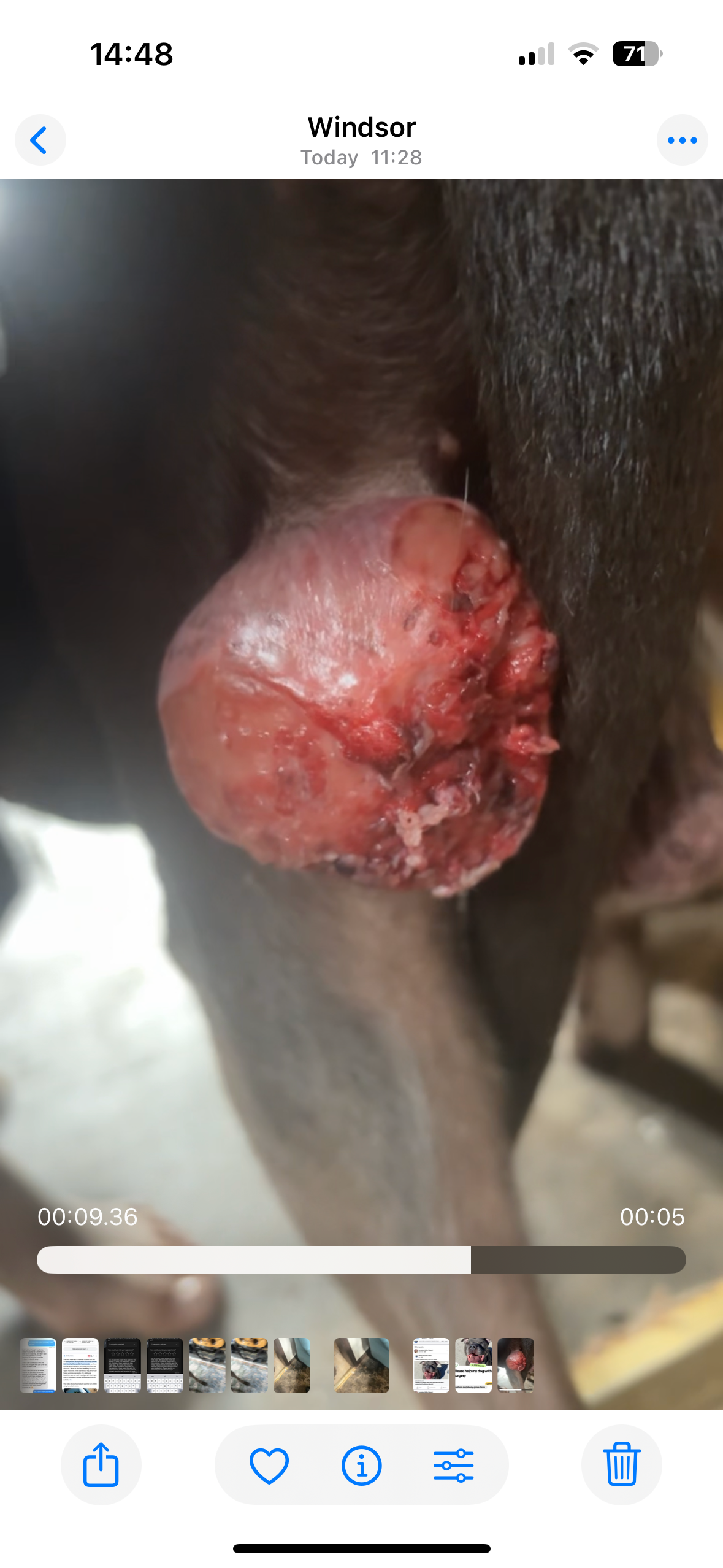 Please help my dog with surgery campaign photo, 6 of 8