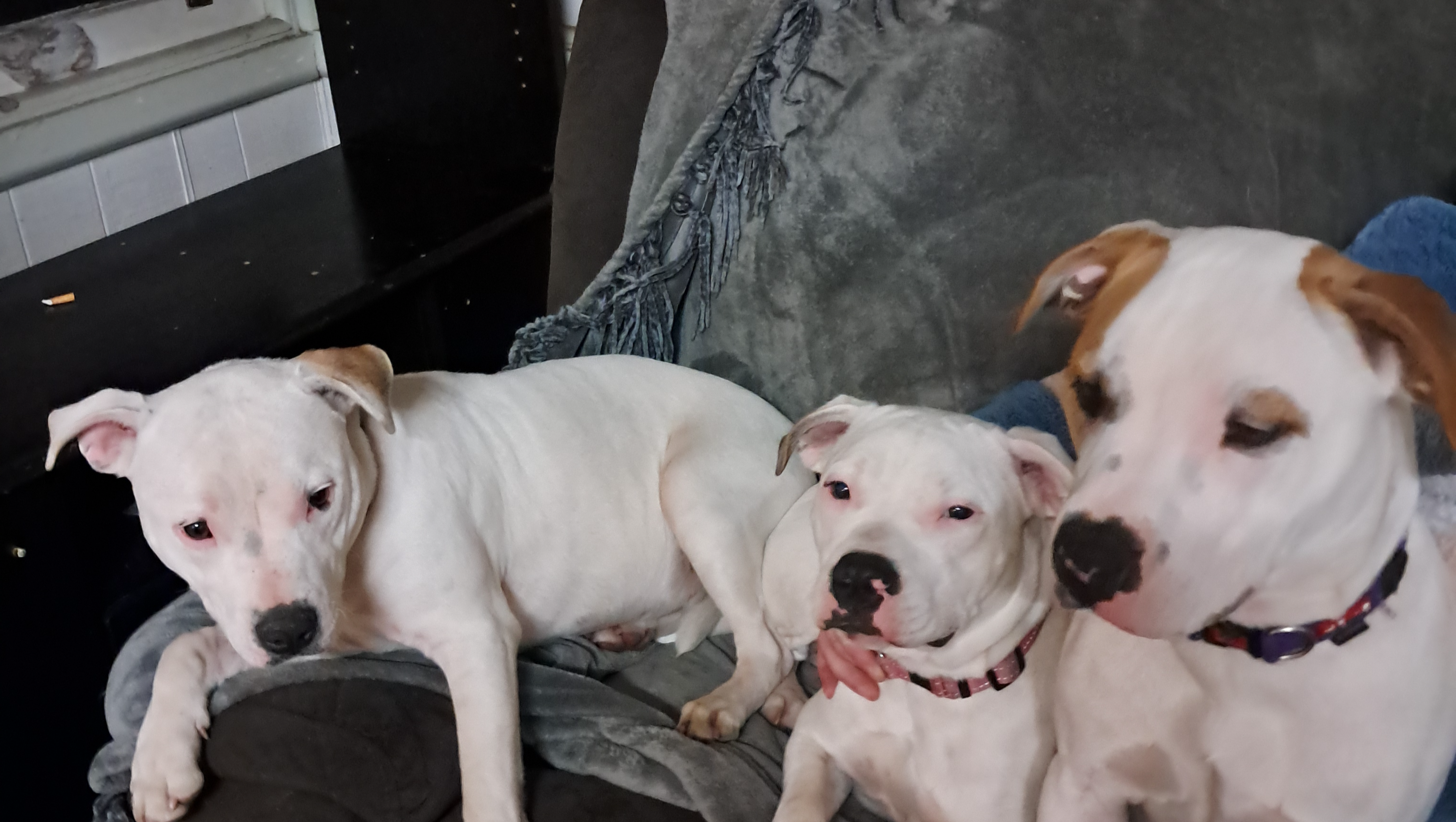 Help Bella and Lexi have a successful operation photo