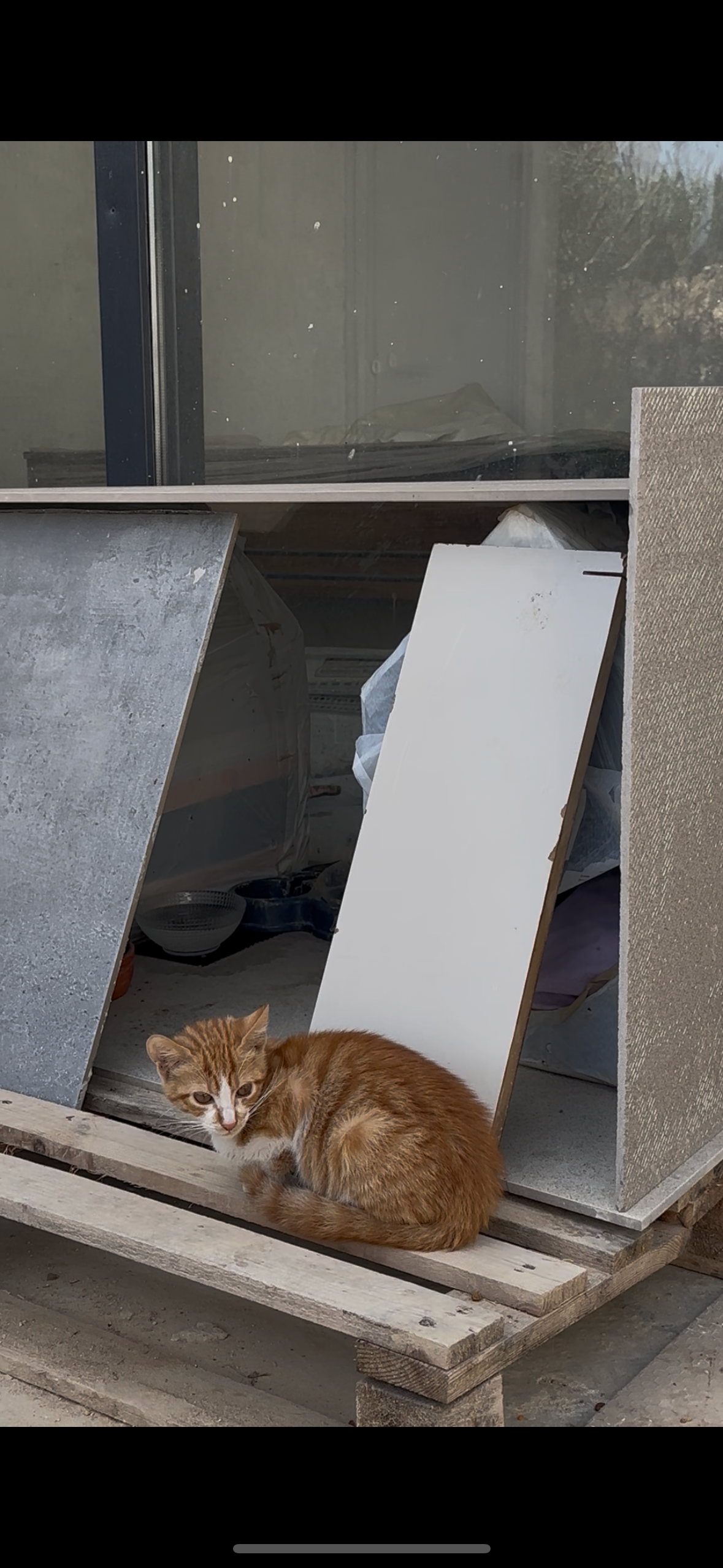 Help Straatdieren in Turkije aan een warm en veilig plekje campaign photo, 7 of 8