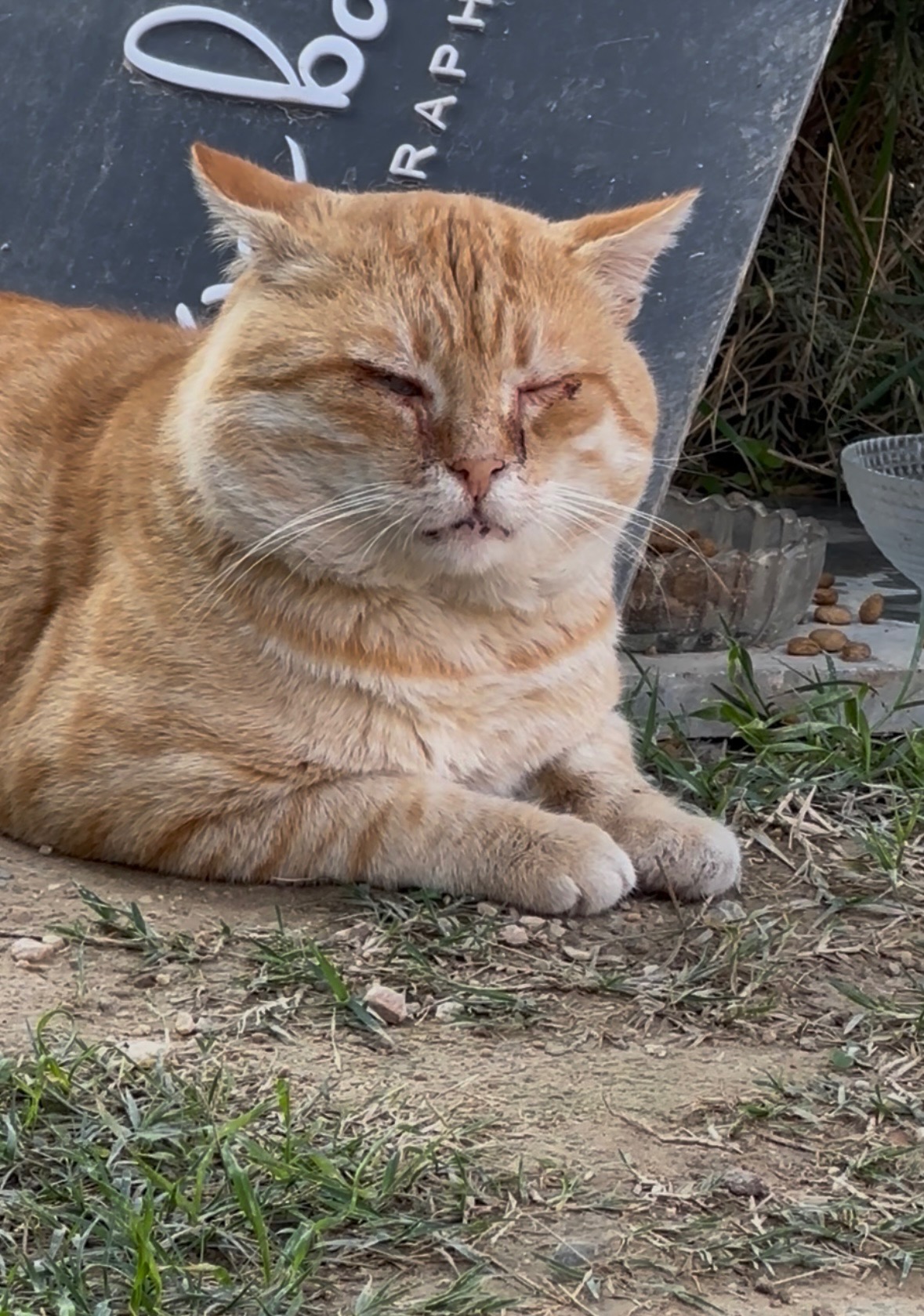 Help Straatdieren in Turkije aan een warm en veilig plekje campaign photo, 6 of 8