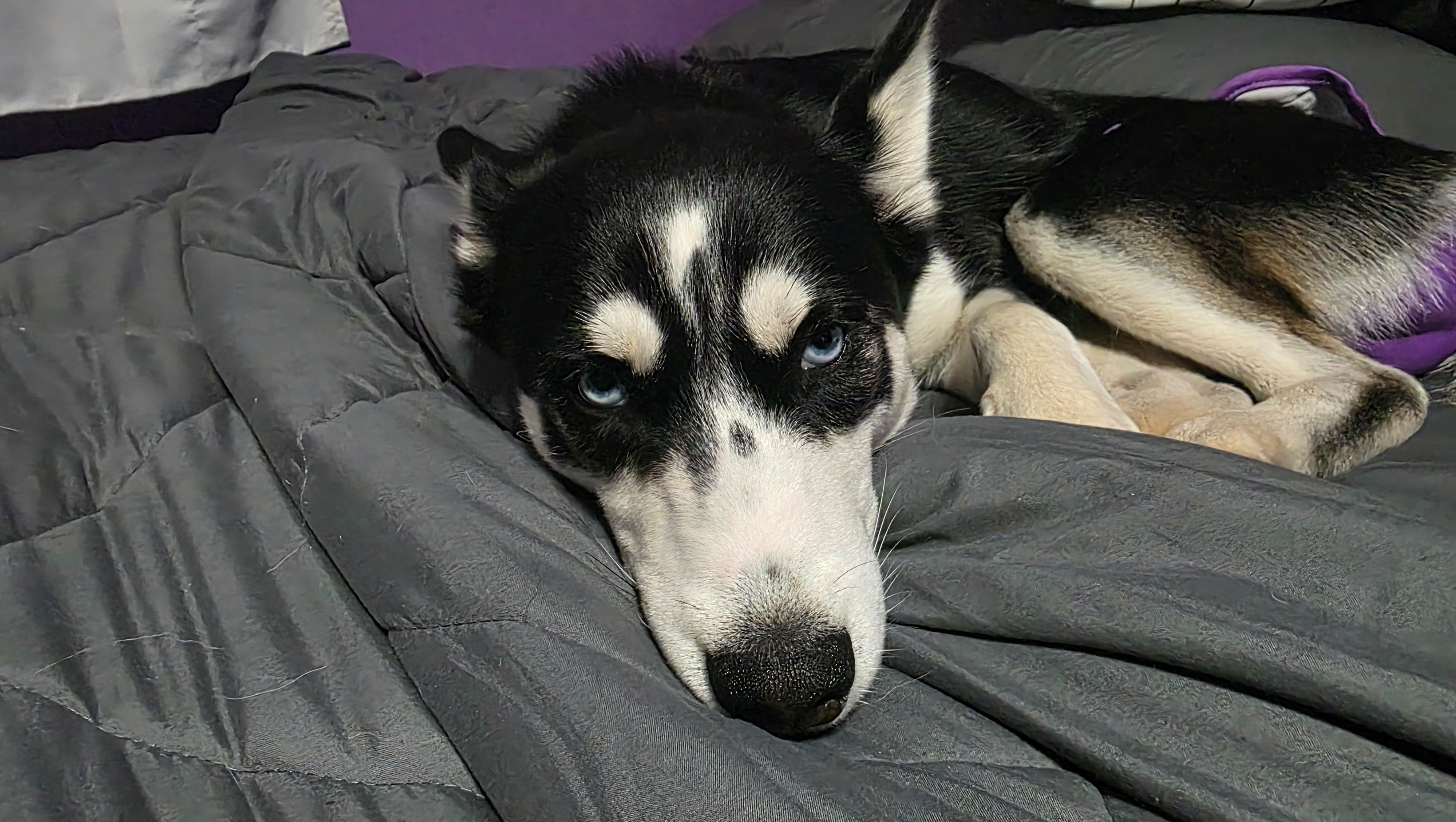 Help fund Sky the Husky surgery costs