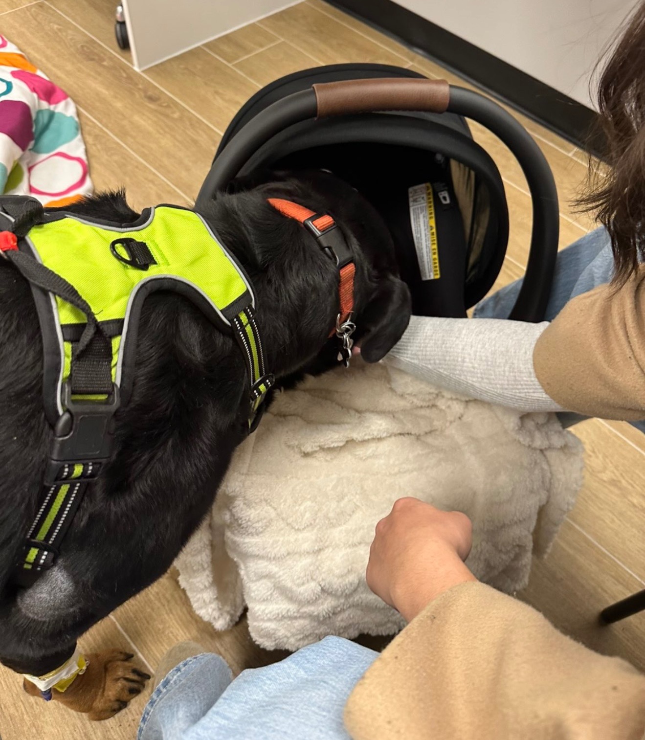 Help Jessy & Zoe Save Their Dog Diesel campaign photo, 2 of 5