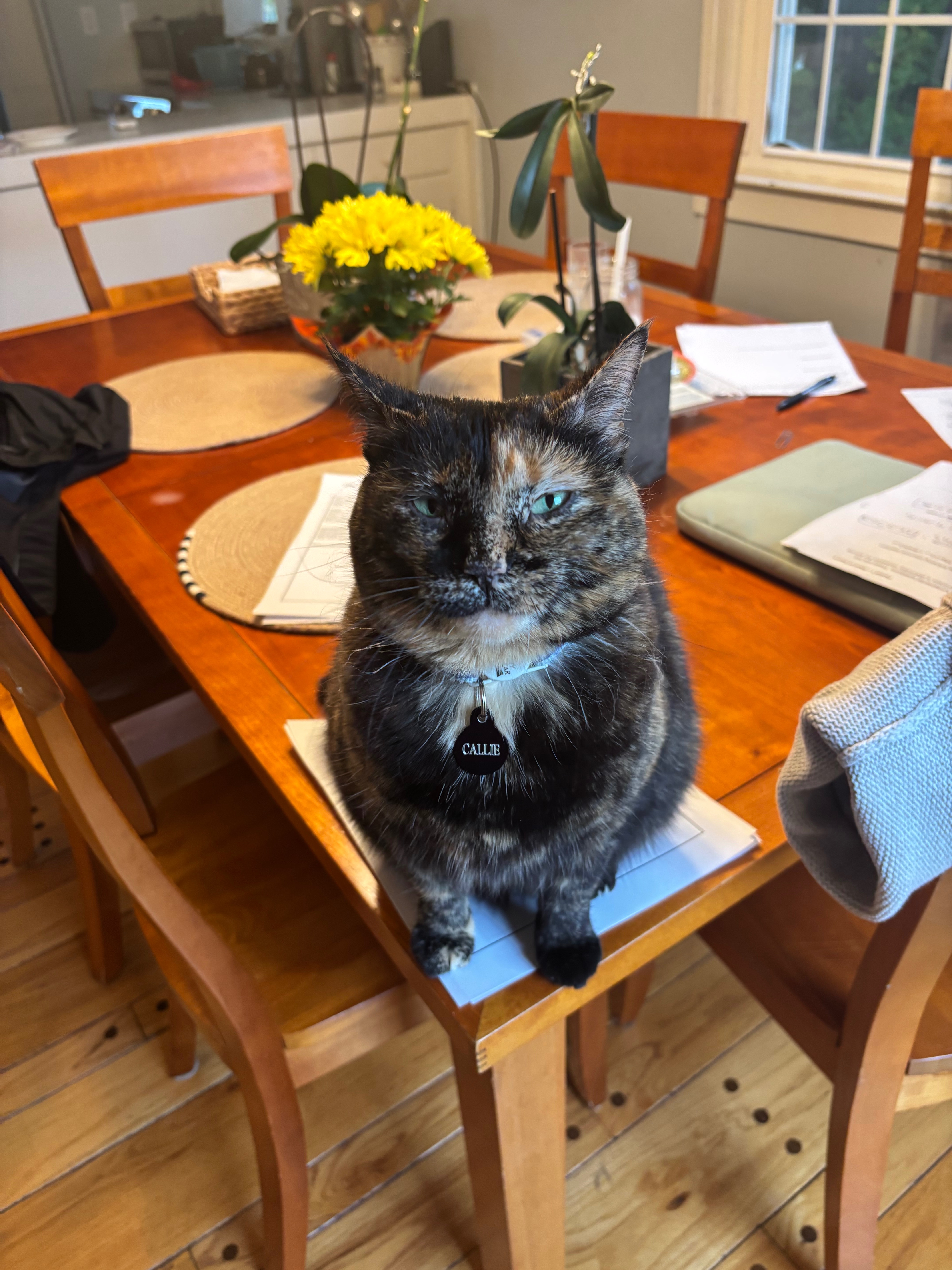 Help Fund Callie’s Emergency Surgery campaign photo, 5 of 6