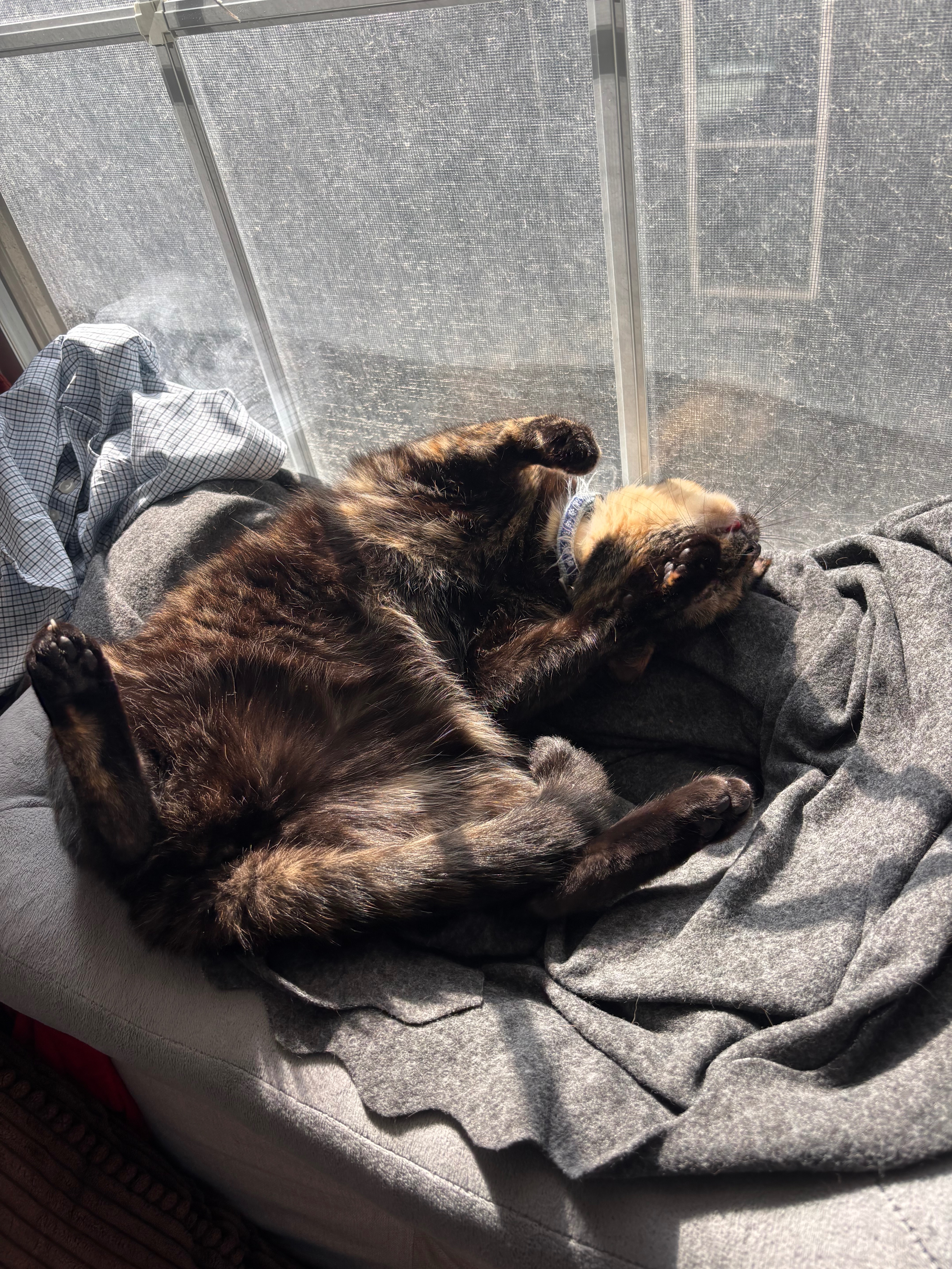 Help Fund Callie’s Emergency Surgery campaign photo, 2 of 6