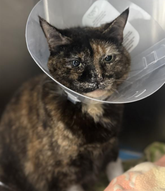 Help Fund Callie’s Emergency Surgery campaign photo, 4 of 6