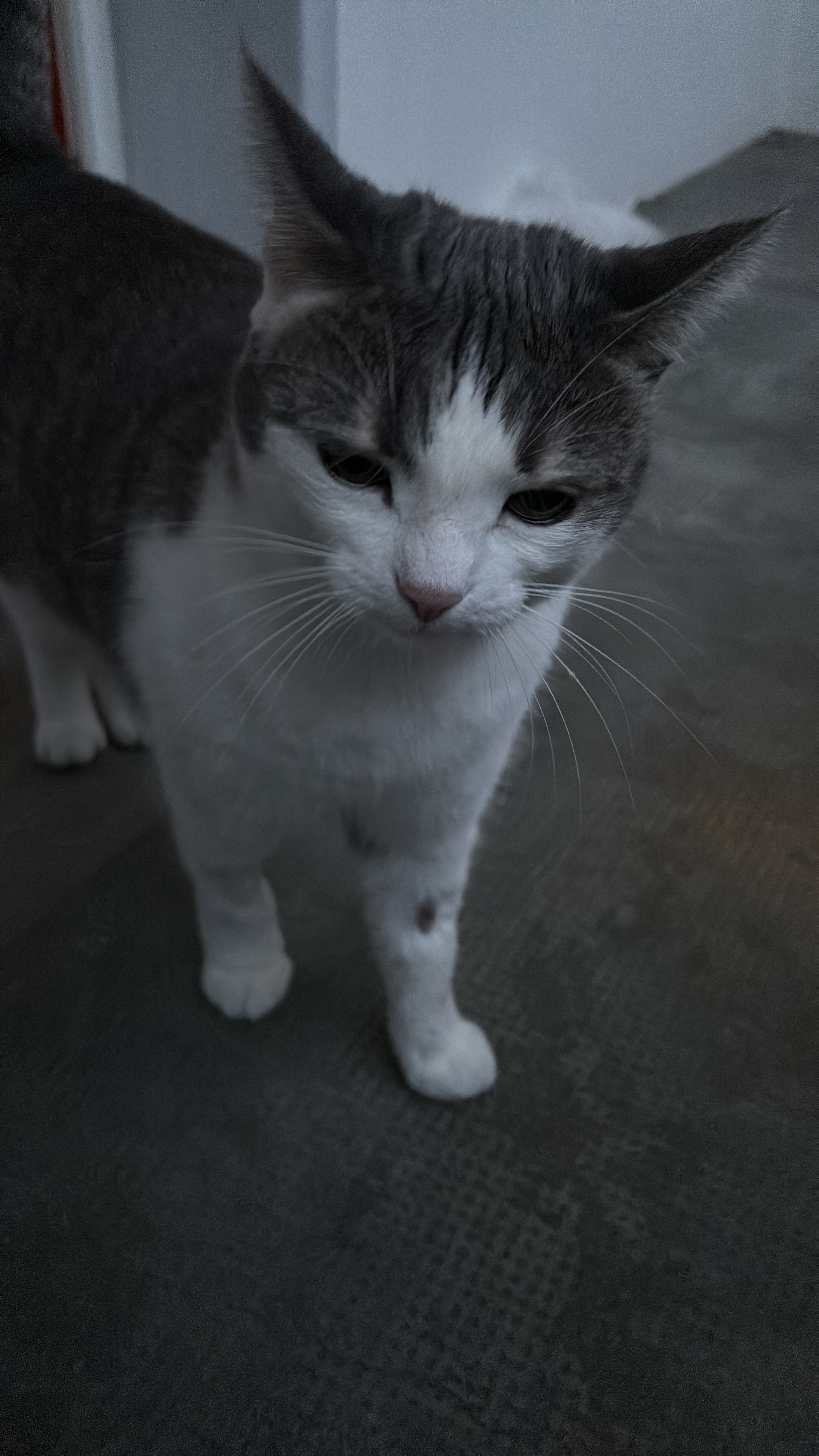 luna campaign photo, 2 of 7