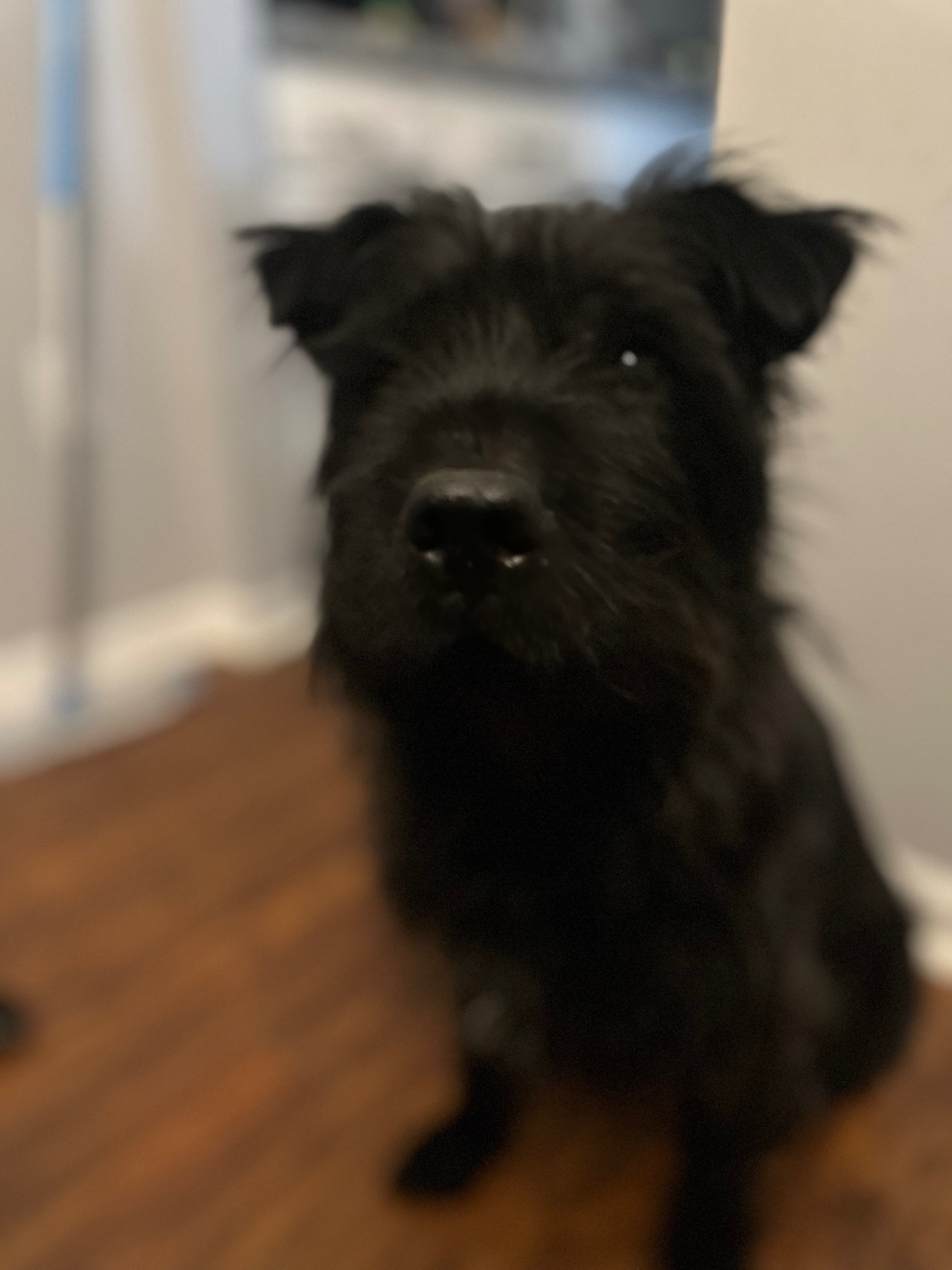 Azula’s cremation payment plan campaign photo, 2 of 7