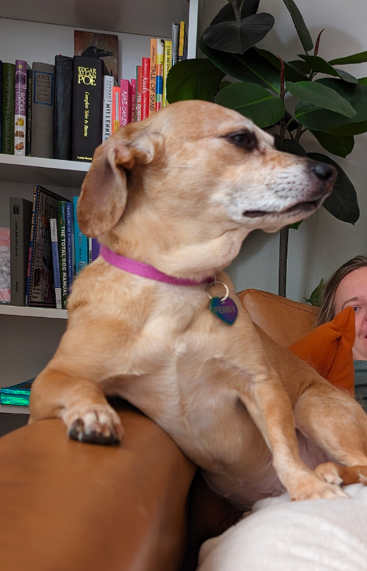 Help Penny Get Surgery campaign photo, 7 of 8