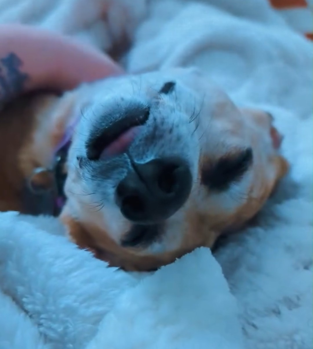 Help Penny Get Surgery campaign photo, 2 of 8
