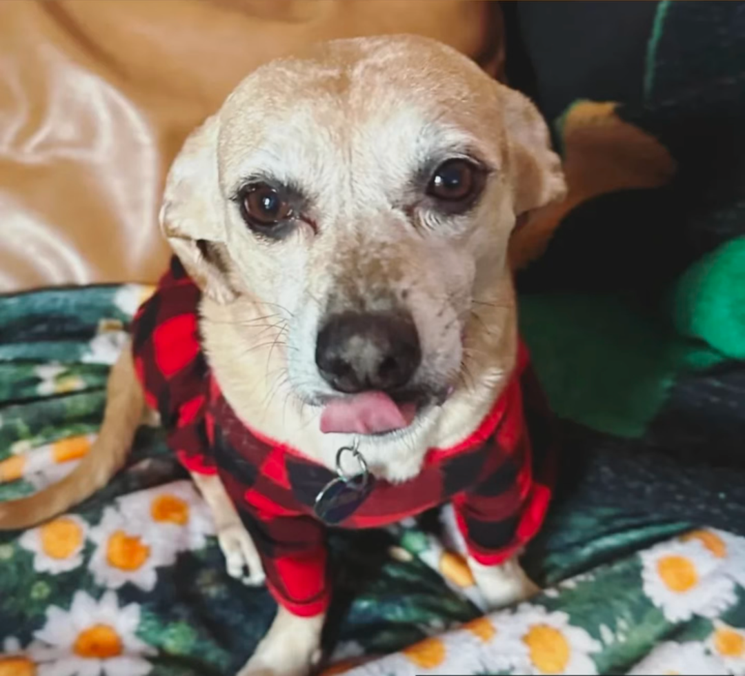 Help Penny Get Surgery campaign photo, 4 of 8